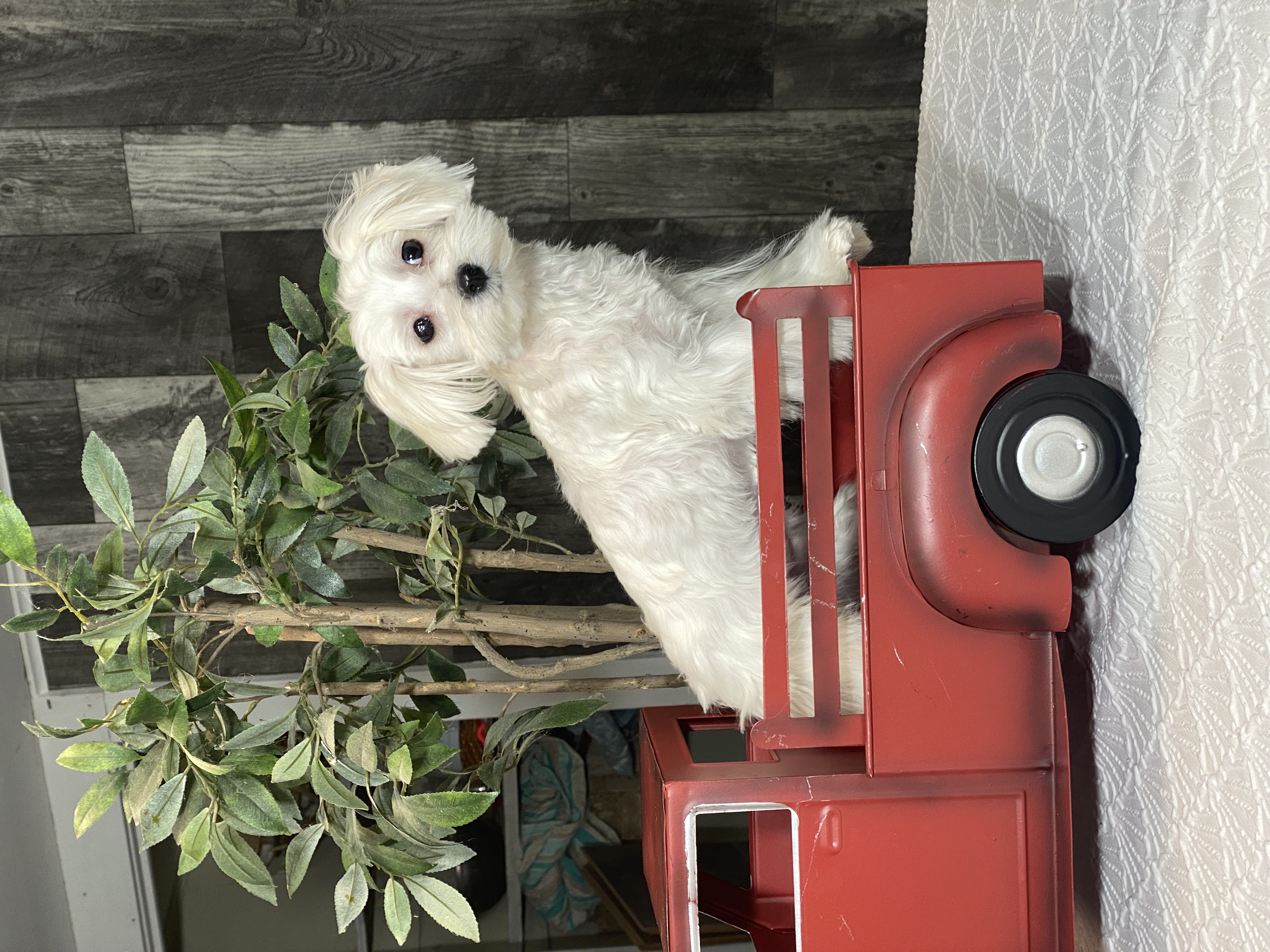 puppy, for, sale, Maltese, Curtis  Martin, dog, breeder, Seneca Falls, NY, dog-breeder, puppy-for-sale, forsale, nearby, find, puppyfind, locator, puppylocator, aca