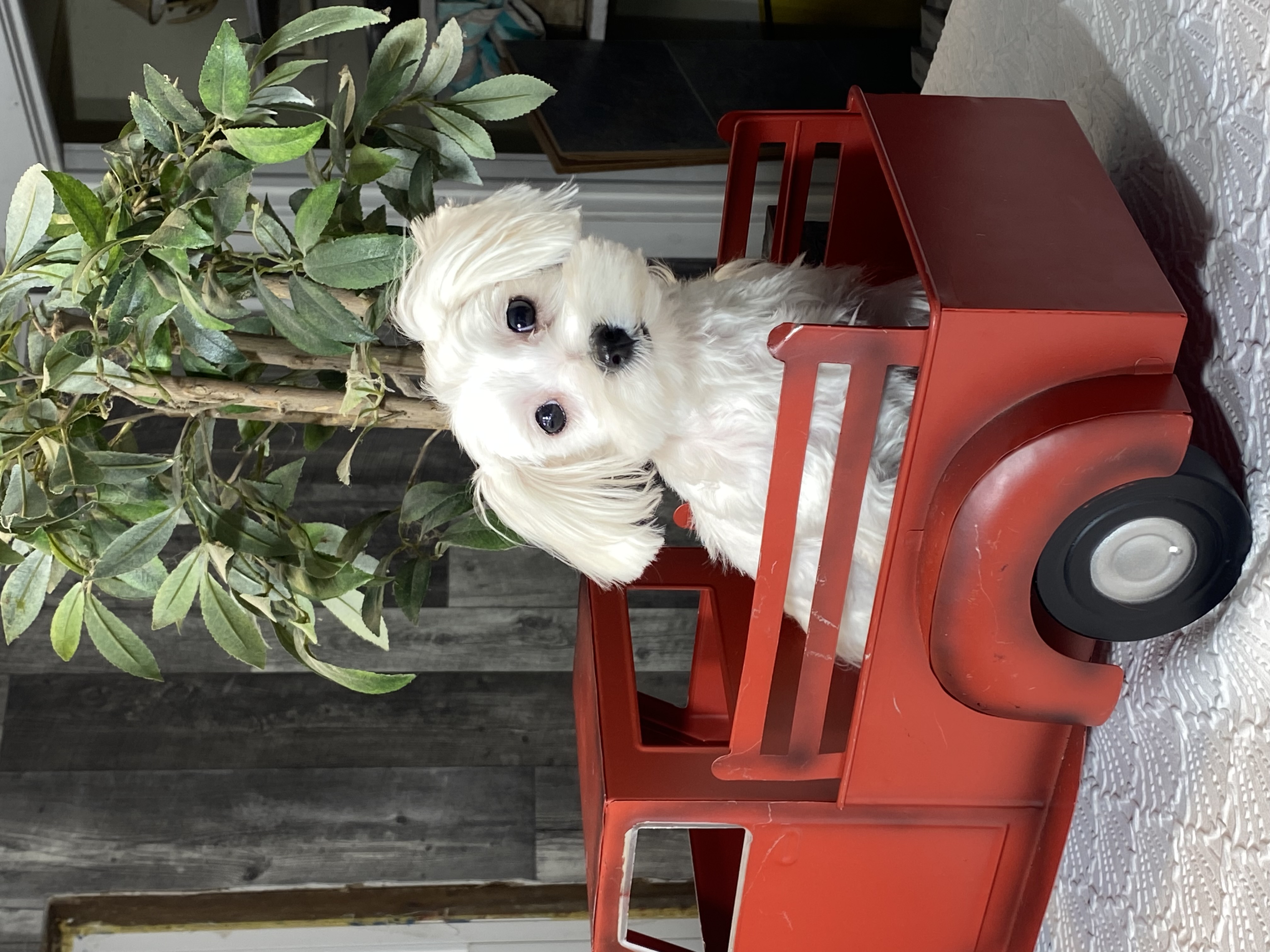 puppy, for, sale, Maltese, Curtis  Martin, dog, breeder, Seneca Falls, NY, dog-breeder, puppy-for-sale, forsale, nearby, find, puppyfind, locator, puppylocator, aca