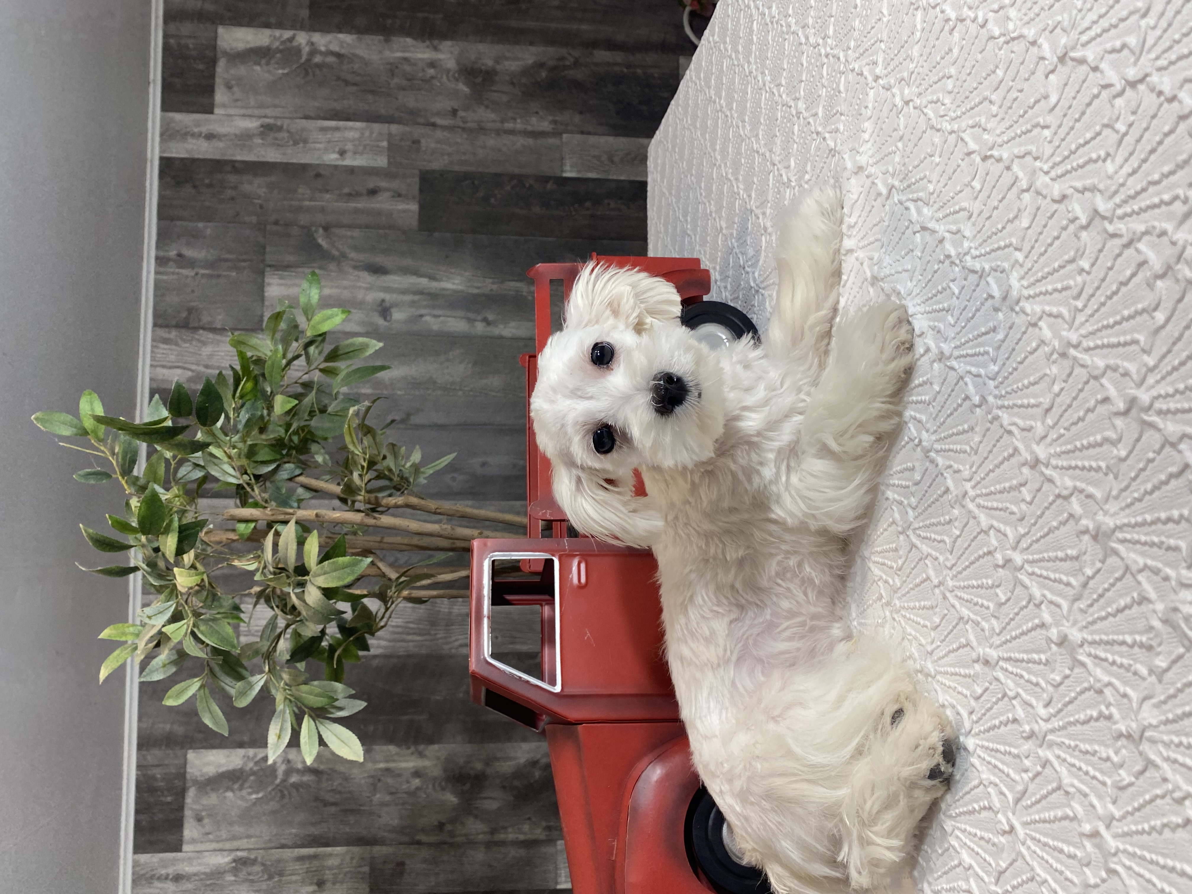 puppy, for, sale, Maltese, Curtis  Martin, dog, breeder, Seneca Falls, NY, dog-breeder, puppy-for-sale, forsale, nearby, find, puppyfind, locator, puppylocator, aca