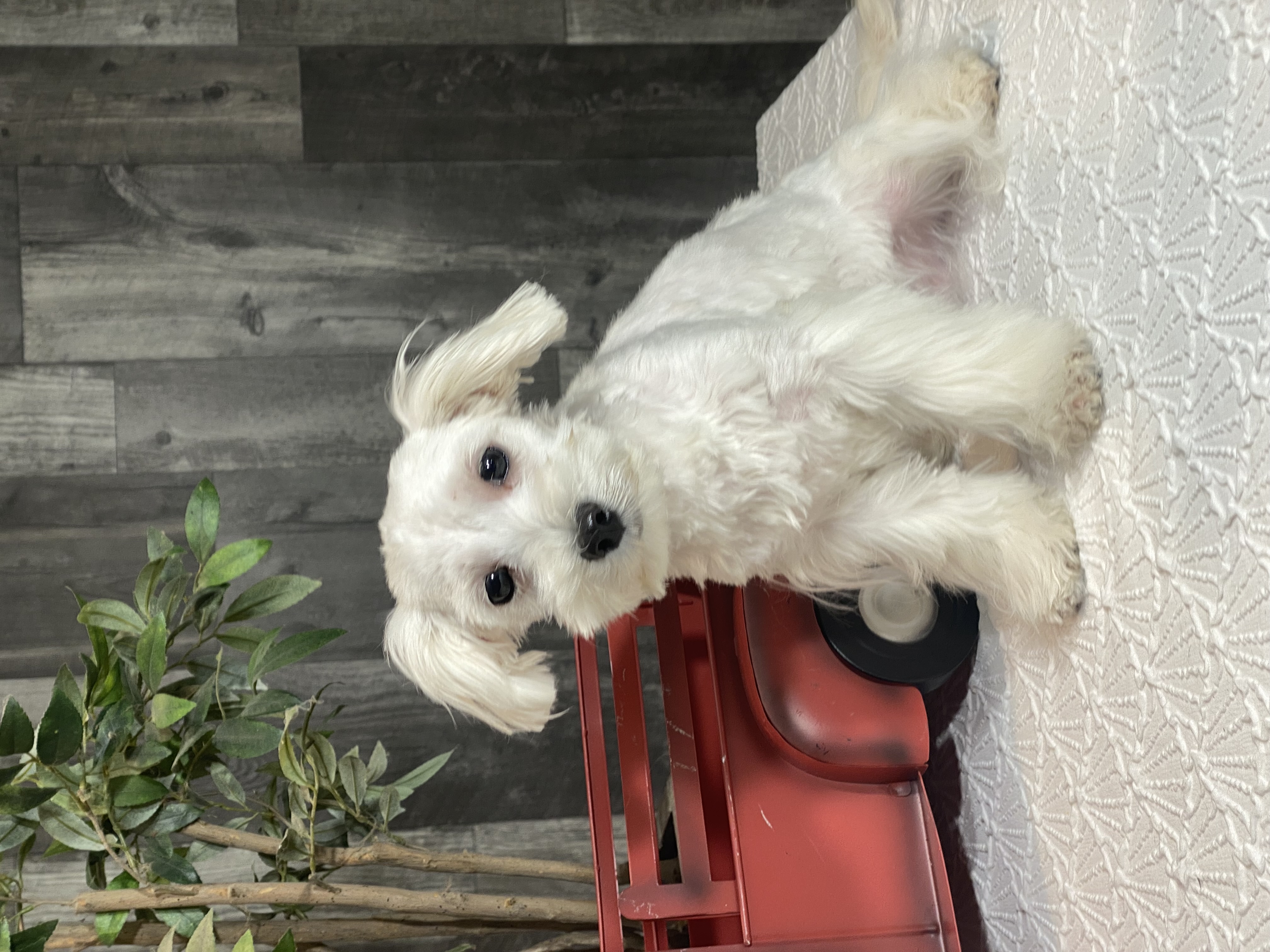 puppy, for, sale, Maltese, Curtis  Martin, dog, breeder, Seneca Falls, NY, dog-breeder, puppy-for-sale, forsale, nearby, find, puppyfind, locator, puppylocator, aca