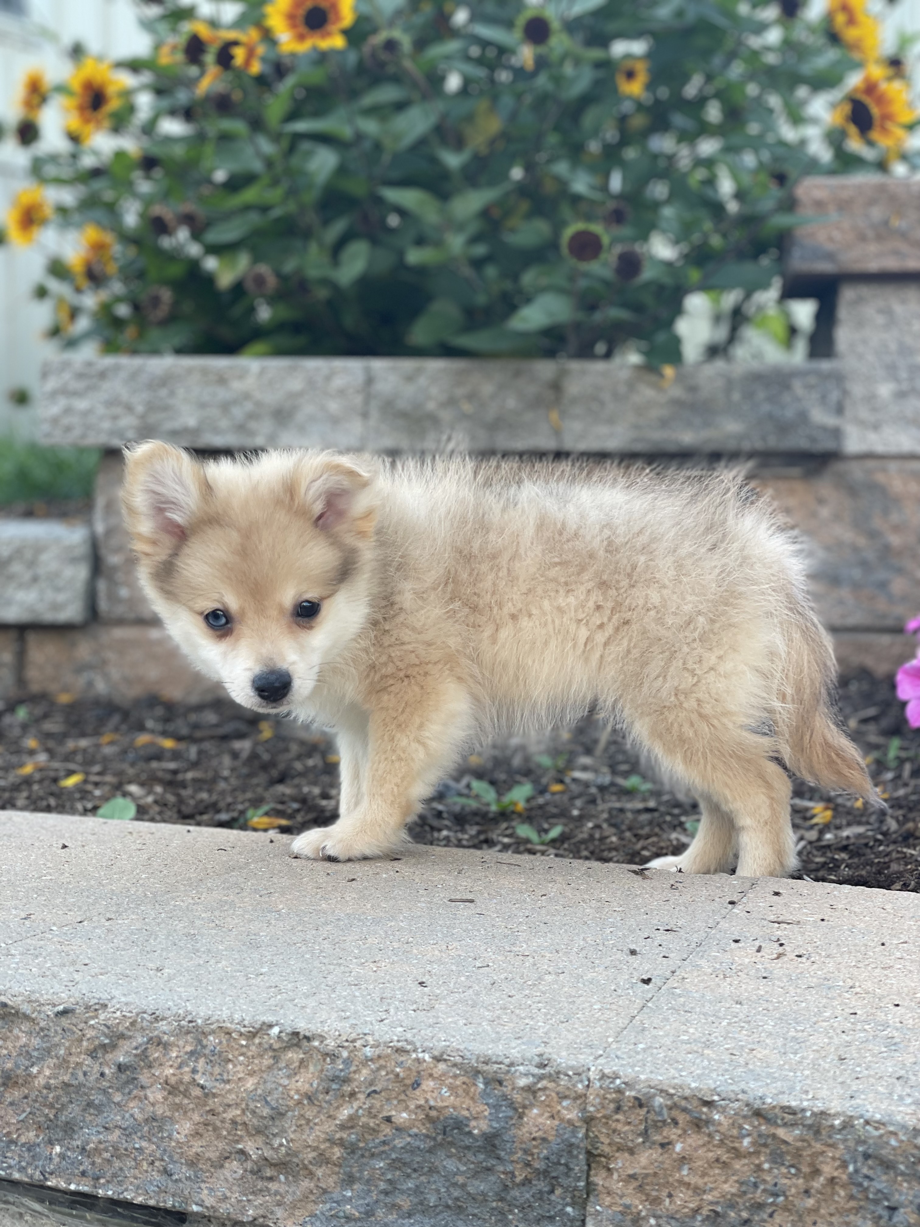 puppy, for, sale, Shihchon, Curtis  Martin, dog, breeder, Seneca Falls, NY, dog-breeder, puppy-for-sale, forsale, nearby, find, puppyfind, locator, puppylocator, aca