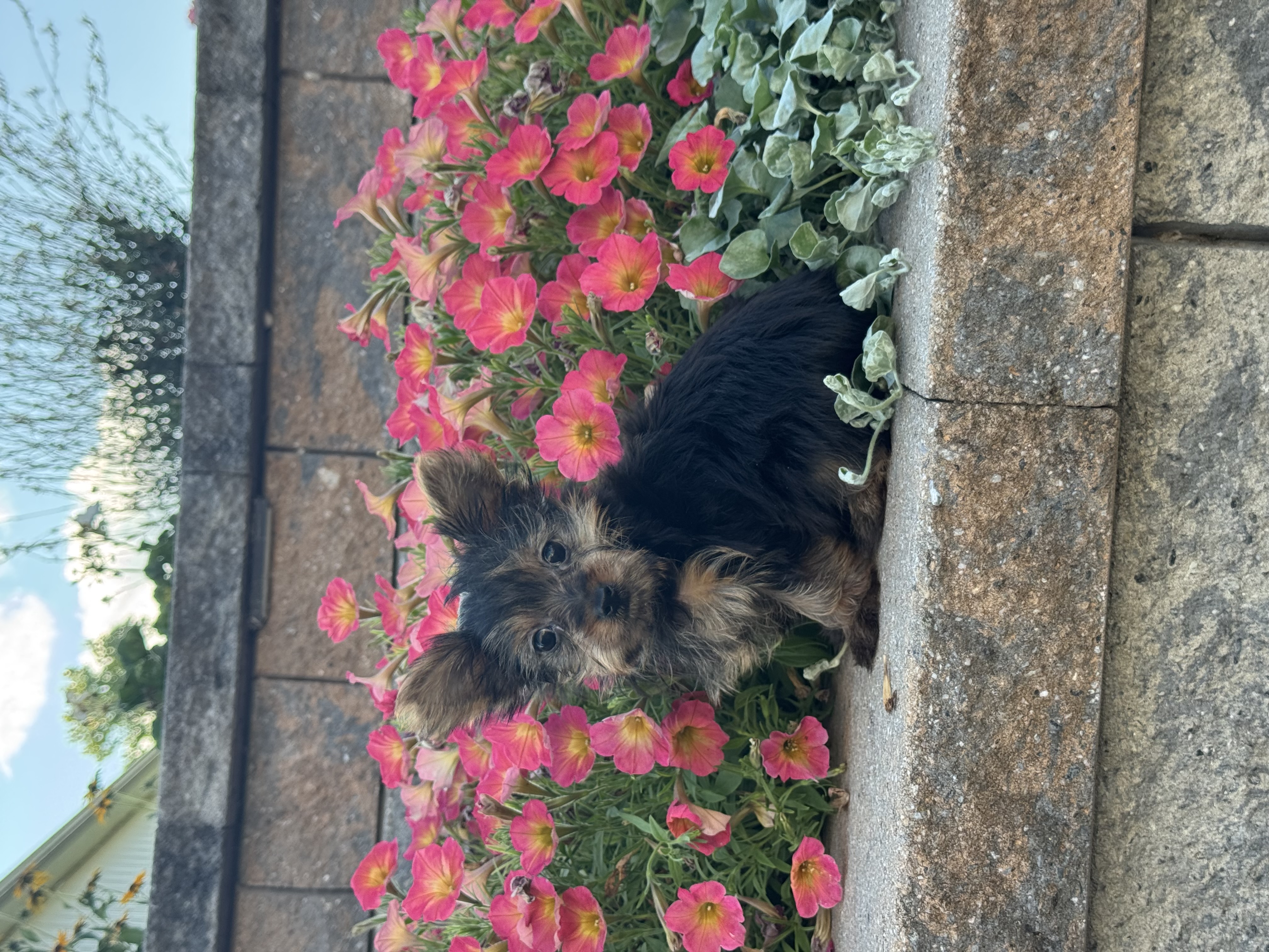 puppy photo