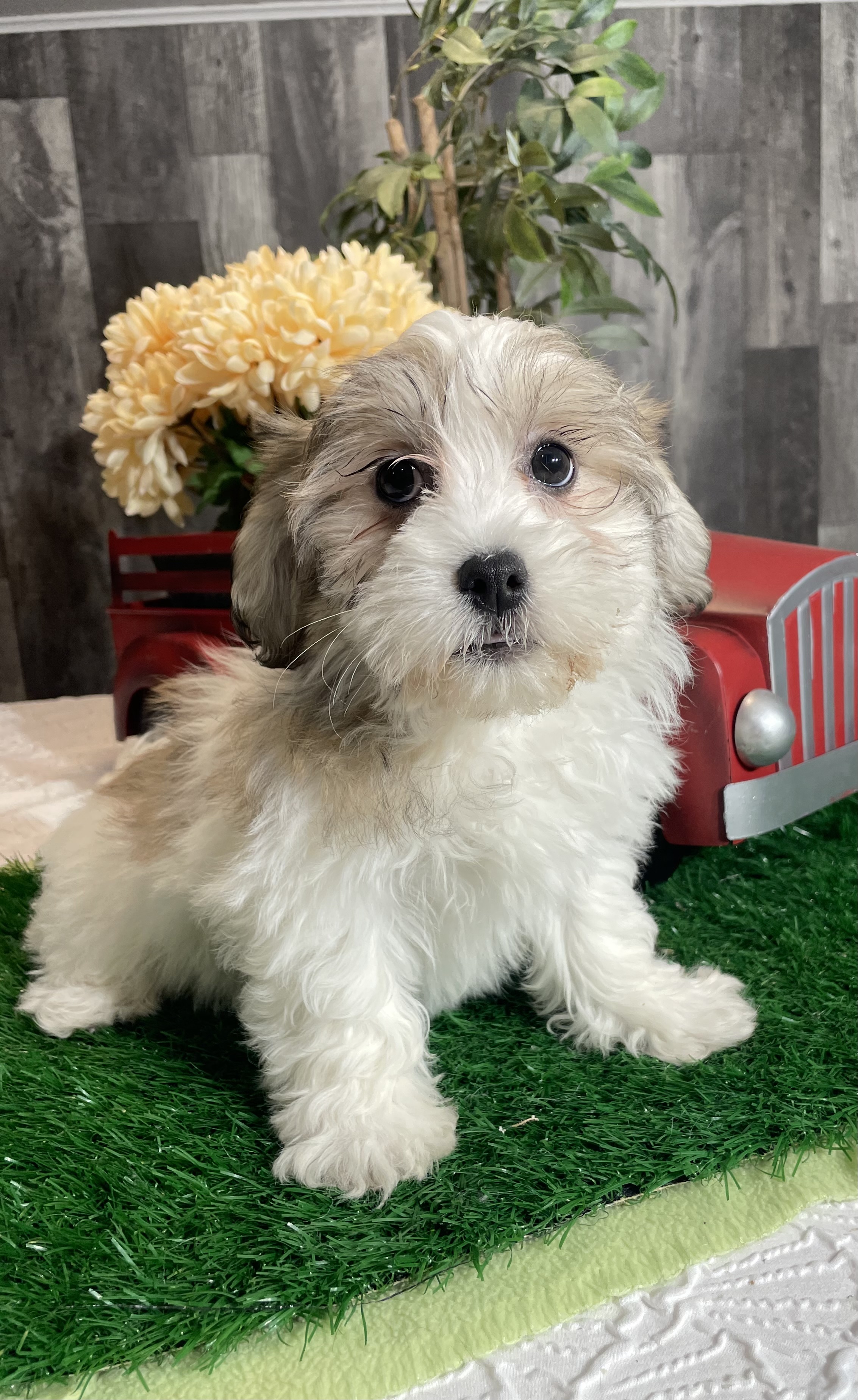 puppy, for, sale, Shihchon, Curtis  Martin, dog, breeder, Seneca Falls, NY, dog-breeder, puppy-for-sale, forsale, nearby, find, puppyfind, locator, puppylocator, aca