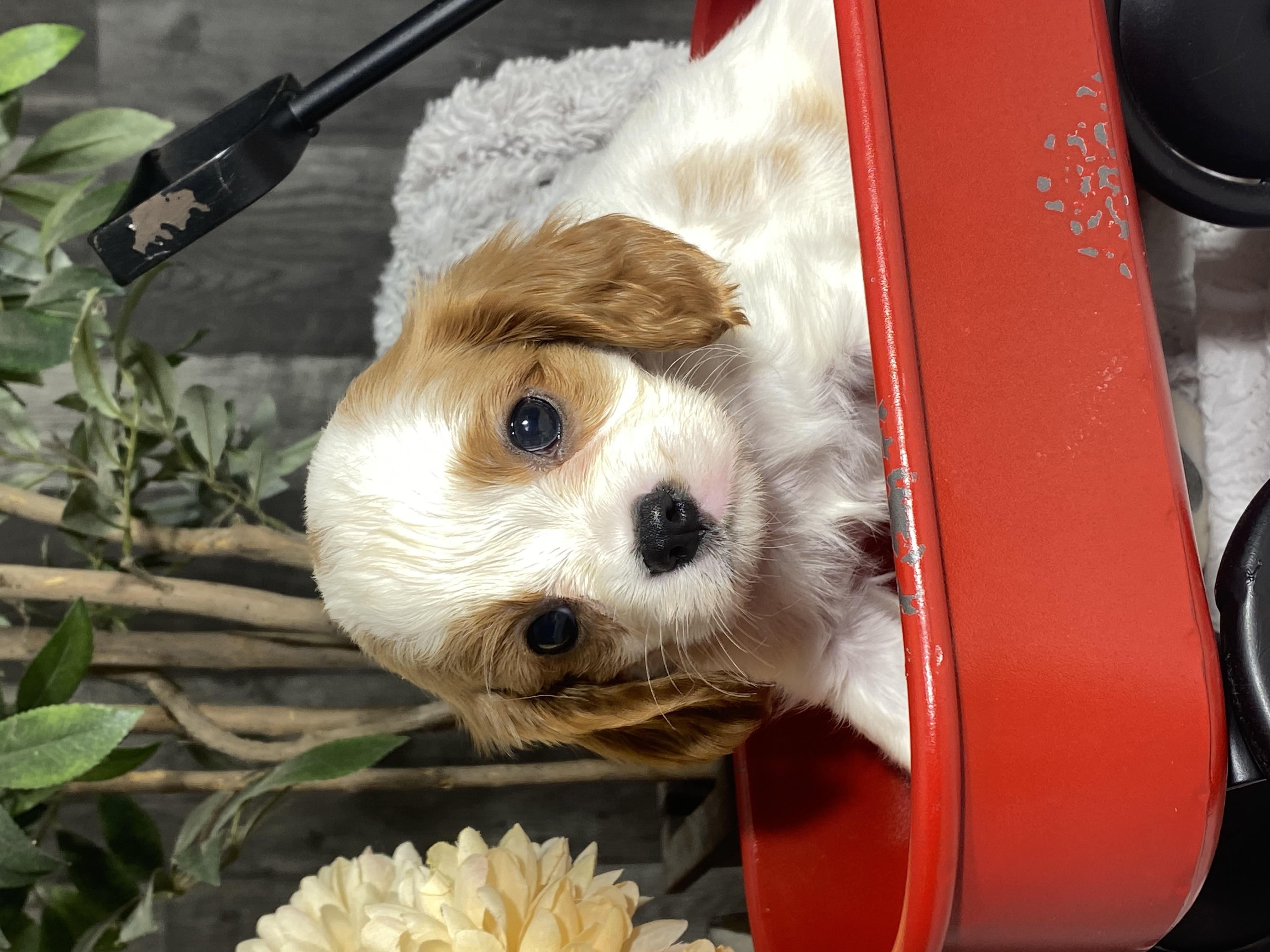 Summerset Farms kennels Seneca Falls NY Available Puppies