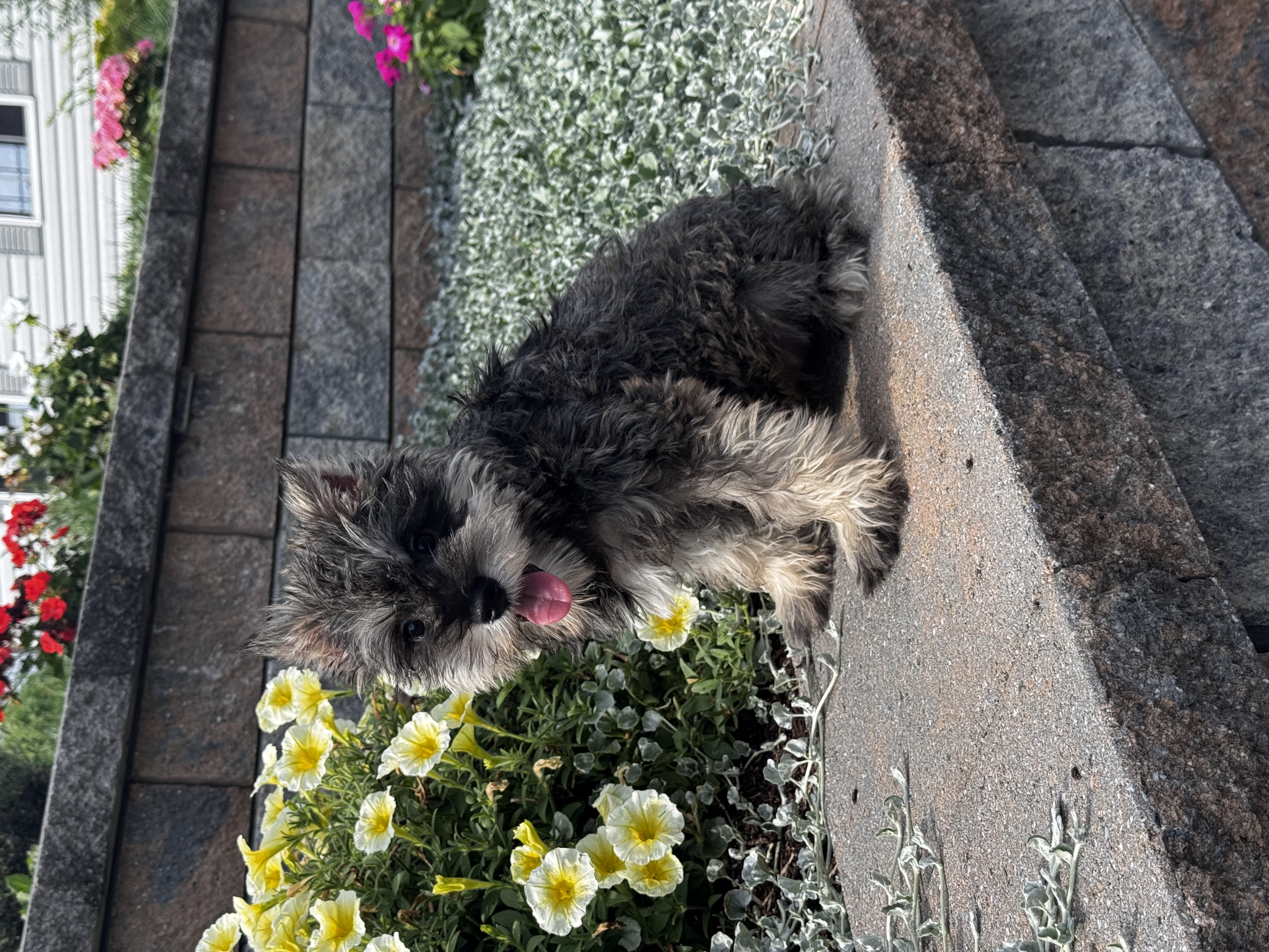 puppy photo