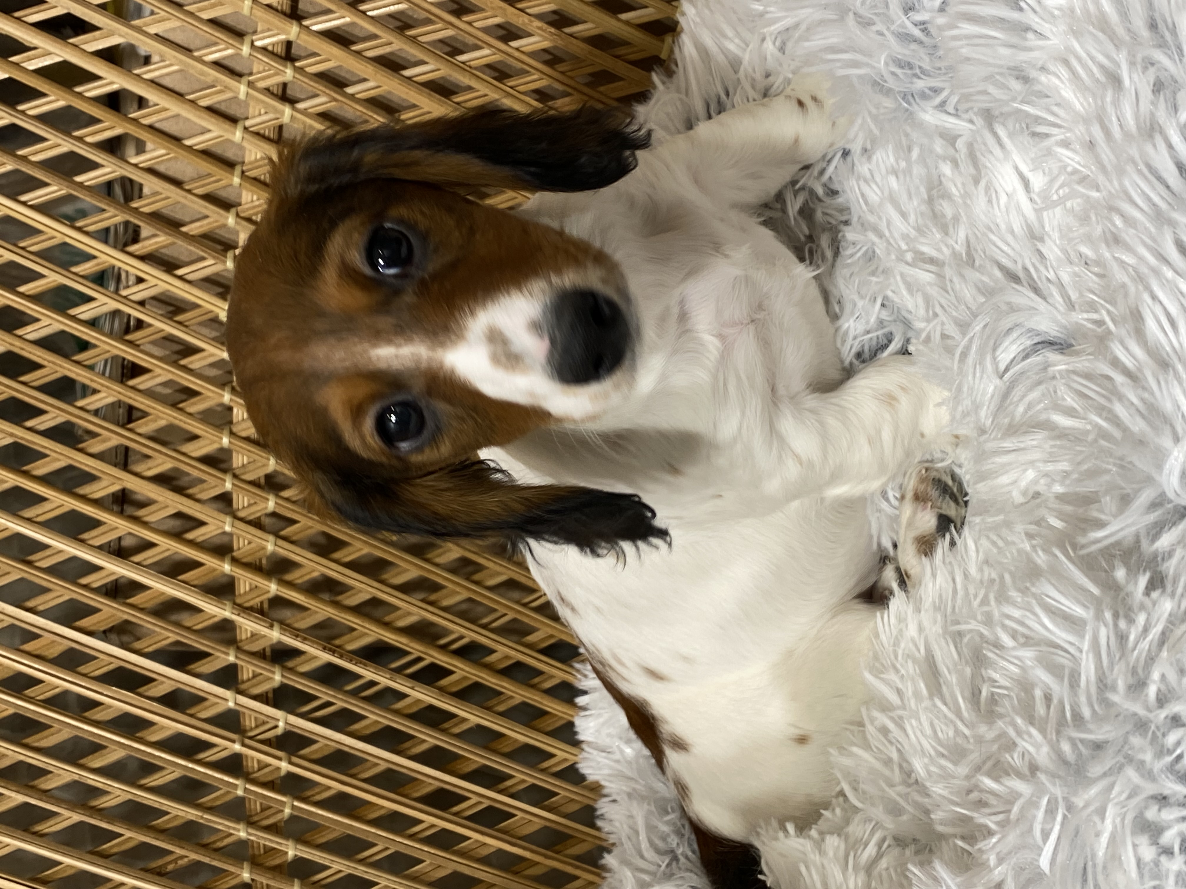 Summerset Farms kennels Seneca Falls NY Available Puppies