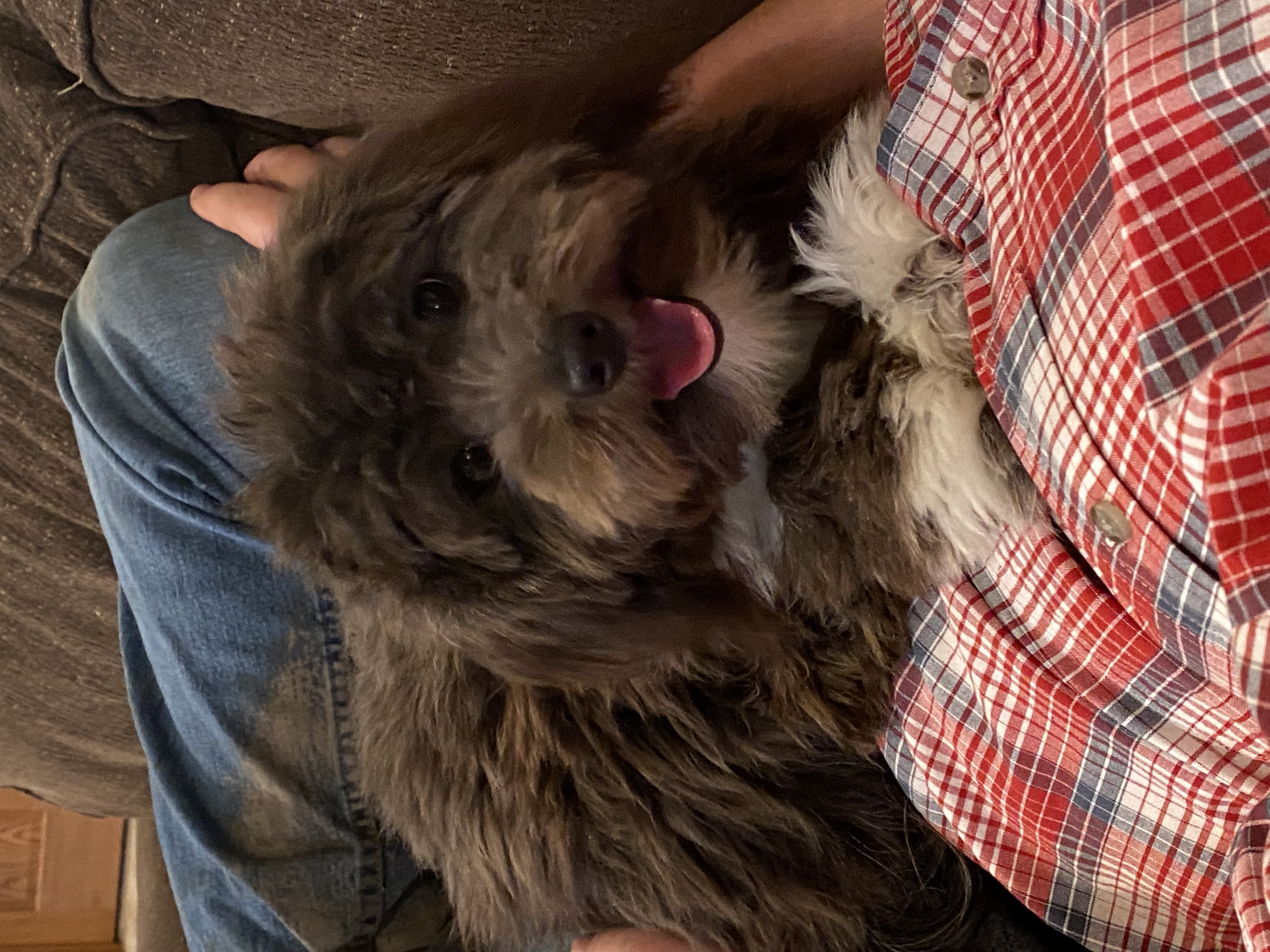 puppy, for, sale, Havanese, Curtis  Martin, dog, breeder, Seneca Falls, NY, dog-breeder, puppy-for-sale, forsale, nearby, find, puppyfind, locator, puppylocator, aca