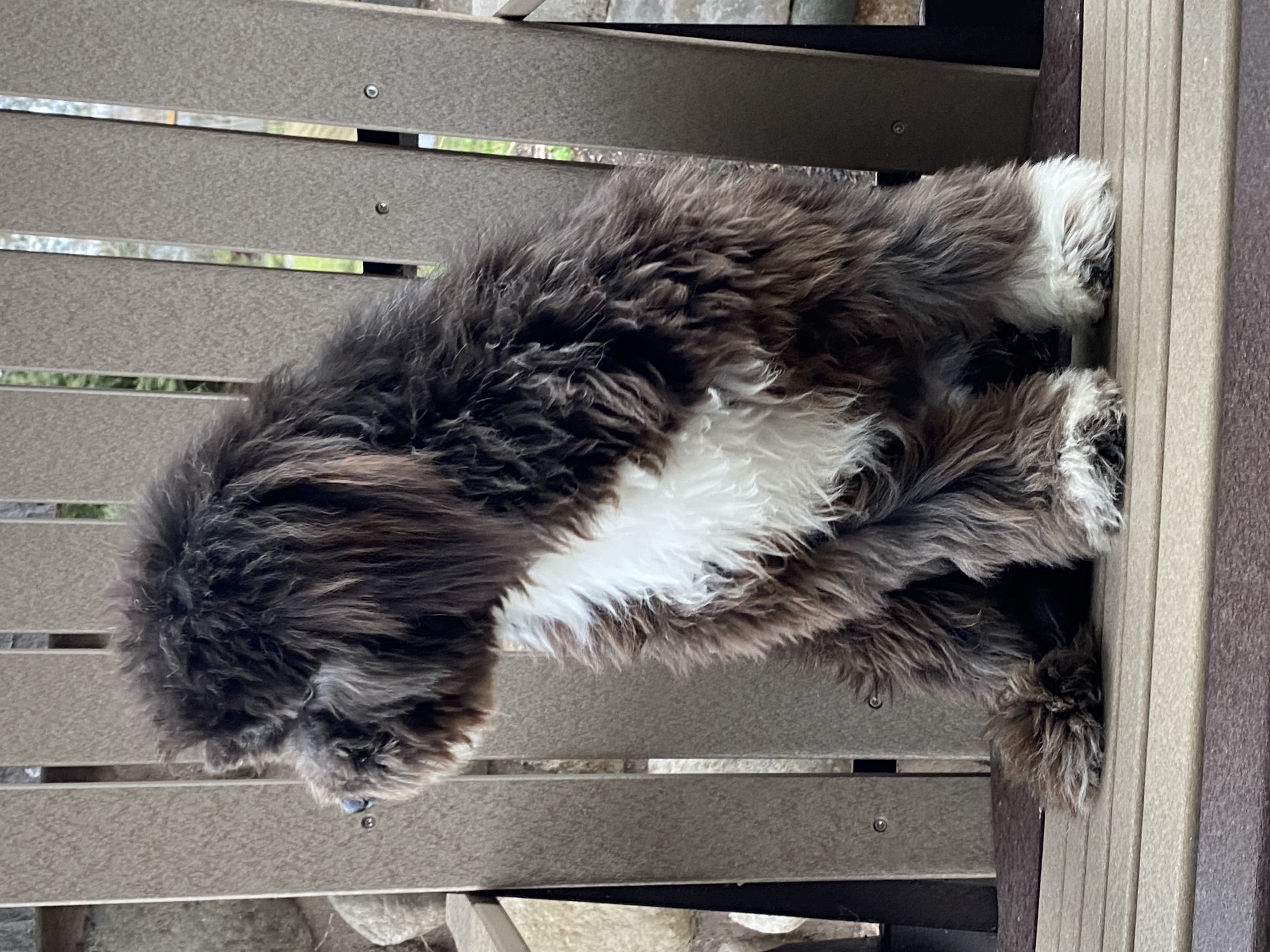puppy, for, sale, Havanese, Curtis  Martin, dog, breeder, Seneca Falls, NY, dog-breeder, puppy-for-sale, forsale, nearby, find, puppyfind, locator, puppylocator, aca