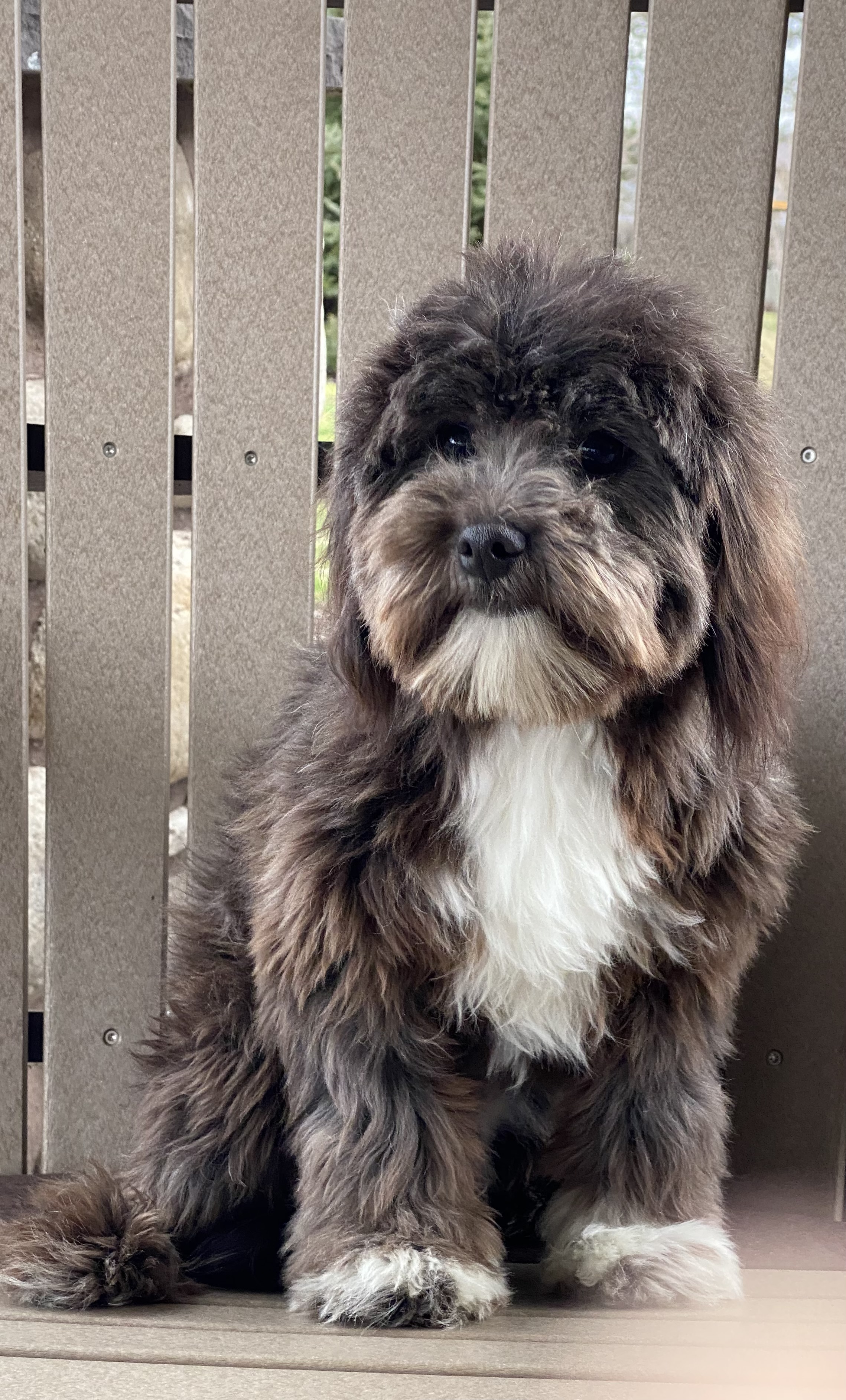 puppy, for, sale, Havanese, Curtis  Martin, dog, breeder, Seneca Falls, NY, dog-breeder, puppy-for-sale, forsale, nearby, find, puppyfind, locator, puppylocator, aca