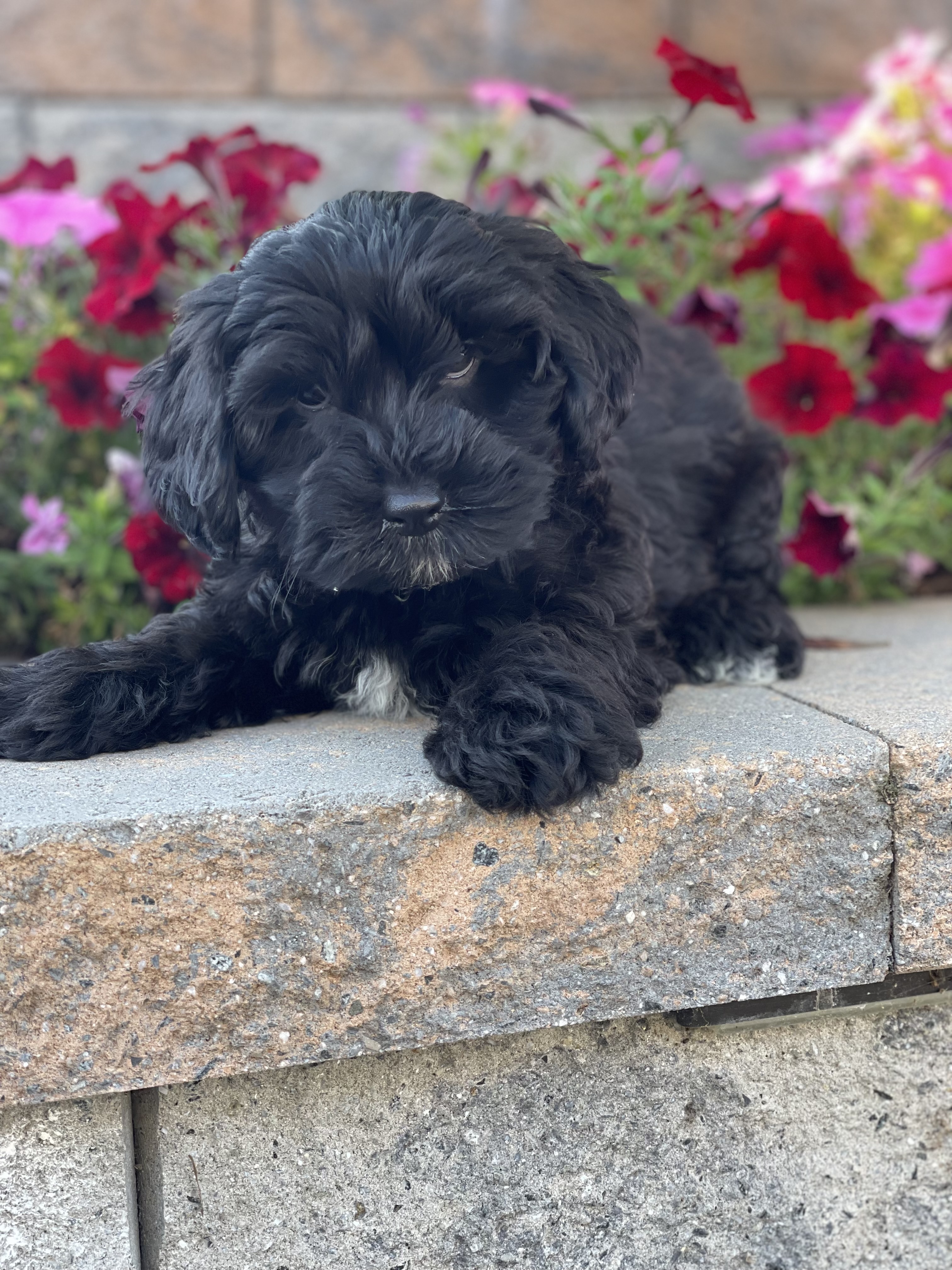 puppy, for, sale, Lhasa Apso & Poodle , Curtis  Martin, dog, breeder, Seneca Falls, NY, dog-breeder, puppy-for-sale, forsale, nearby, find, puppyfind, locator, puppylocator, aca