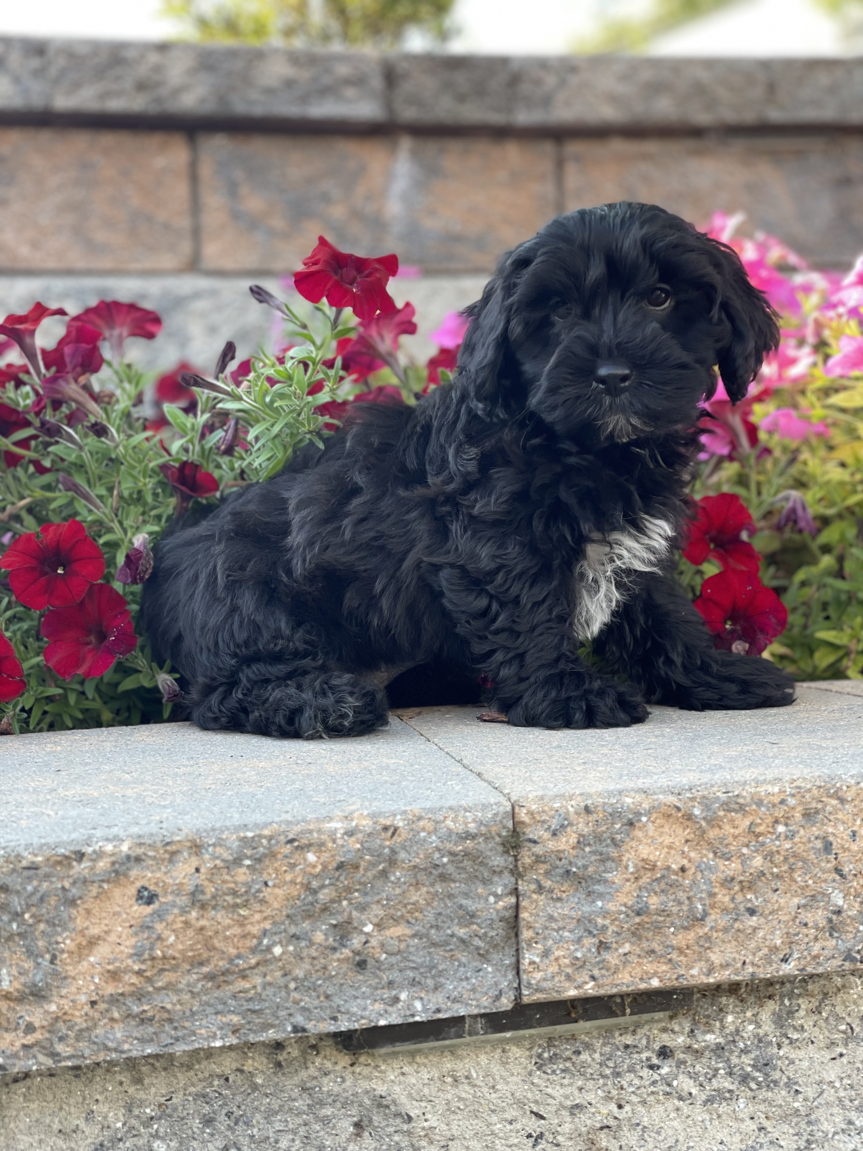 puppy, for, sale, Lhasa Apso & Poodle , Curtis  Martin, dog, breeder, Seneca Falls, NY, dog-breeder, puppy-for-sale, forsale, nearby, find, puppyfind, locator, puppylocator, aca