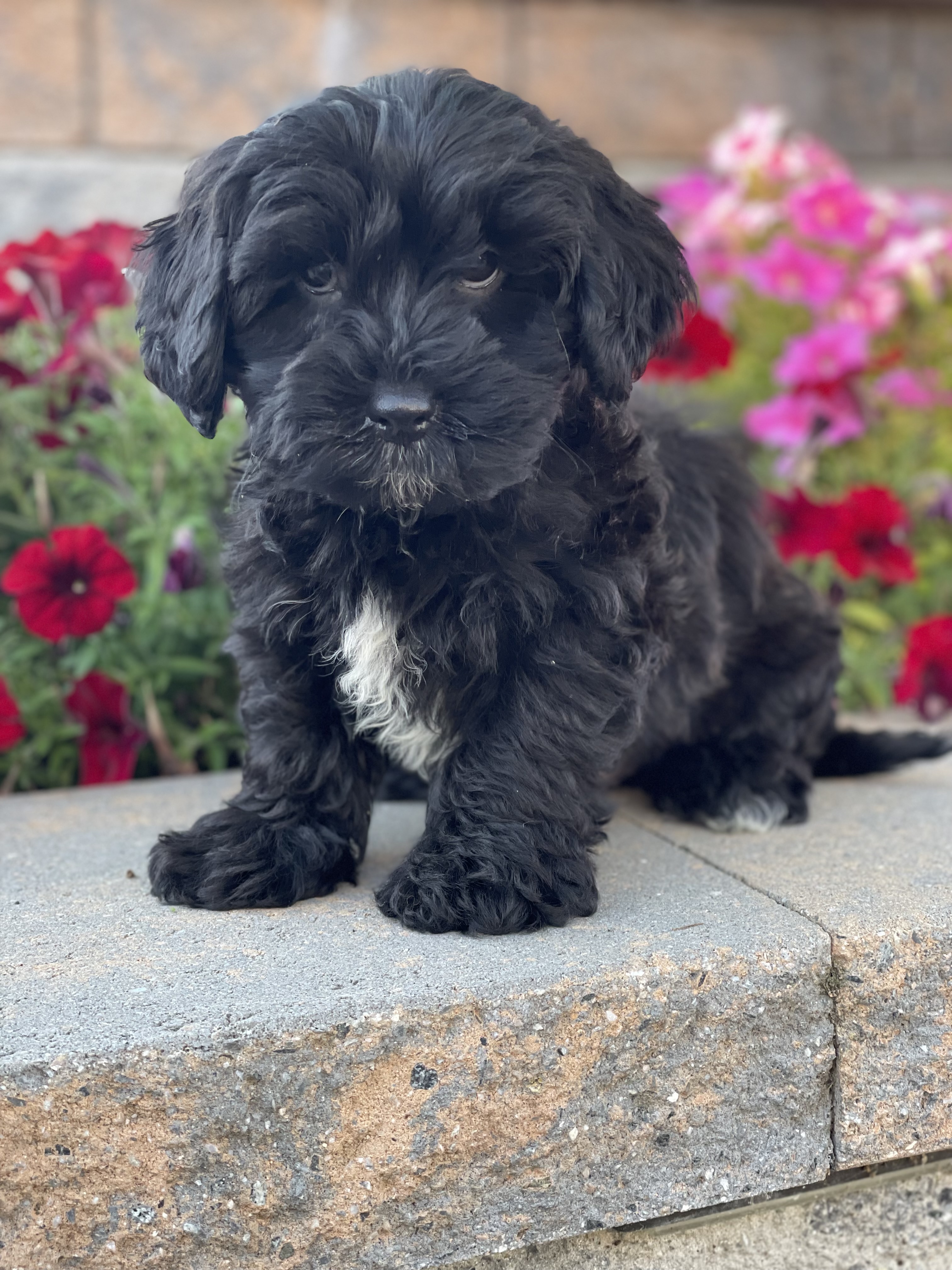 puppy, for, sale, Lhasa Apso & Poodle , Curtis  Martin, dog, breeder, Seneca Falls, NY, dog-breeder, puppy-for-sale, forsale, nearby, find, puppyfind, locator, puppylocator, aca