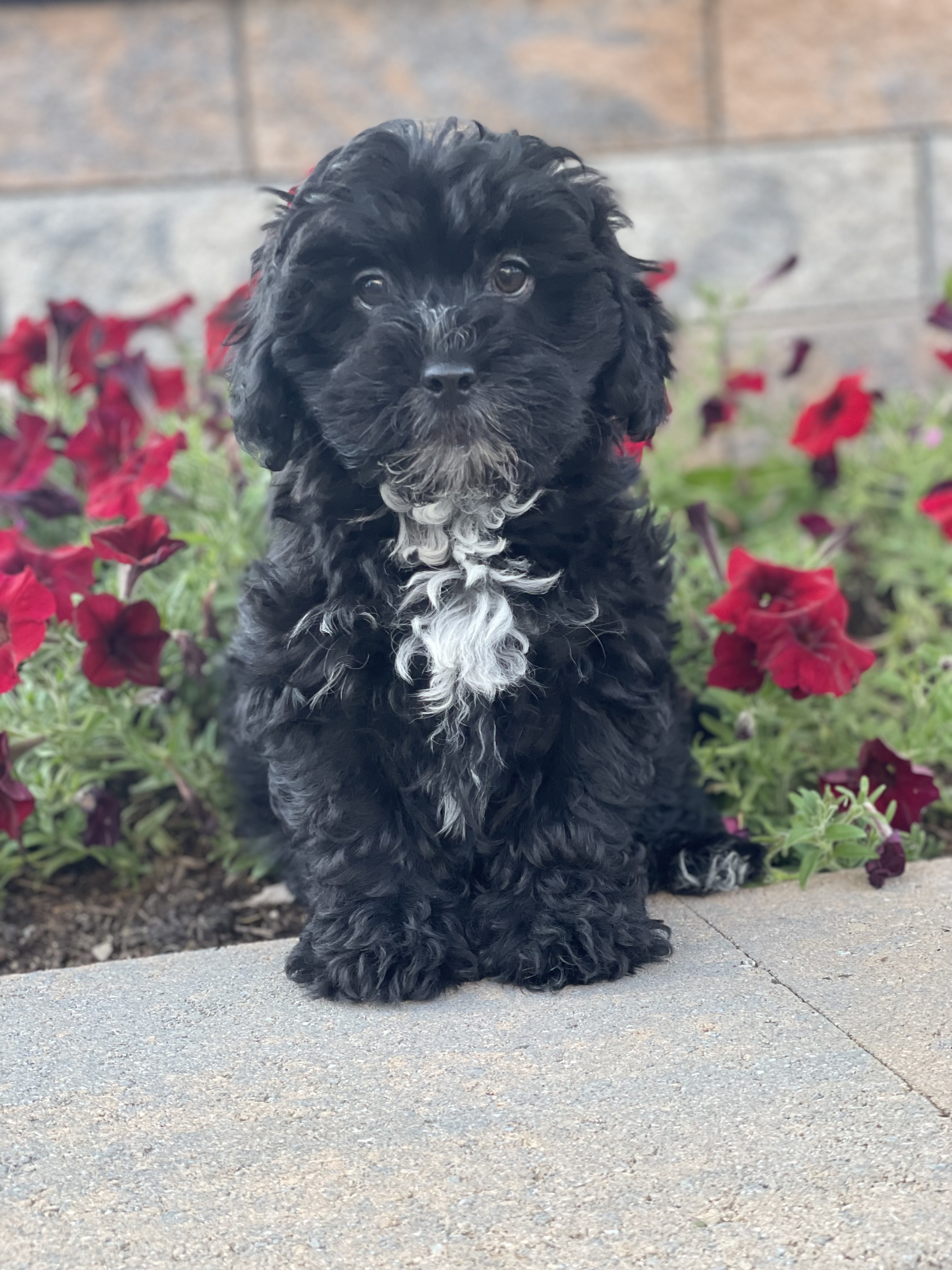 puppy, for, sale, Lhasa Apso & Poodle , Curtis  Martin, dog, breeder, Seneca Falls, NY, dog-breeder, puppy-for-sale, forsale, nearby, find, puppyfind, locator, puppylocator, aca