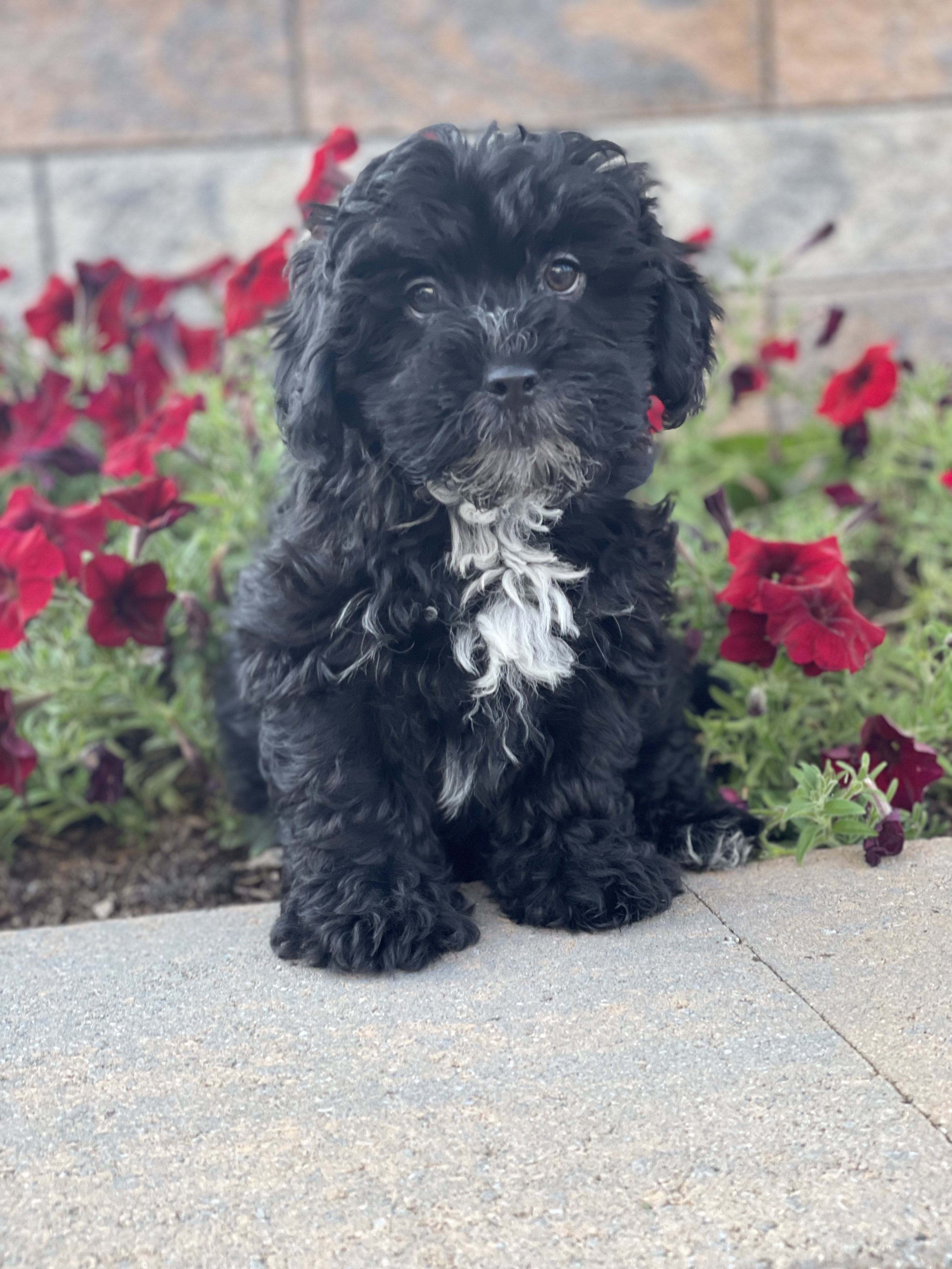 puppy, for, sale, Lhasa Apso & Poodle , Curtis  Martin, dog, breeder, Seneca Falls, NY, dog-breeder, puppy-for-sale, forsale, nearby, find, puppyfind, locator, puppylocator, aca
