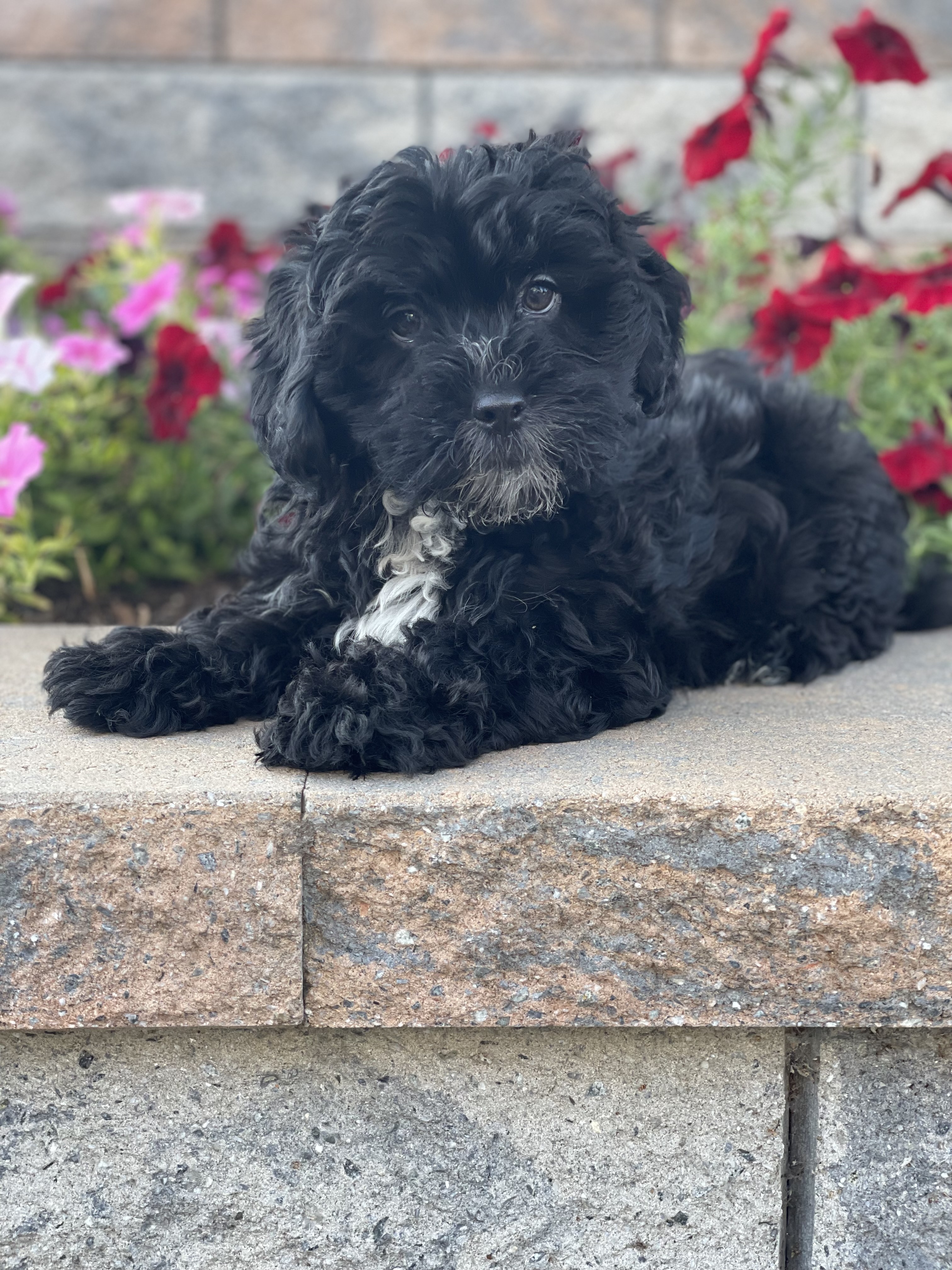 puppy, for, sale, Lhasa Apso & Poodle , Curtis  Martin, dog, breeder, Seneca Falls, NY, dog-breeder, puppy-for-sale, forsale, nearby, find, puppyfind, locator, puppylocator, aca