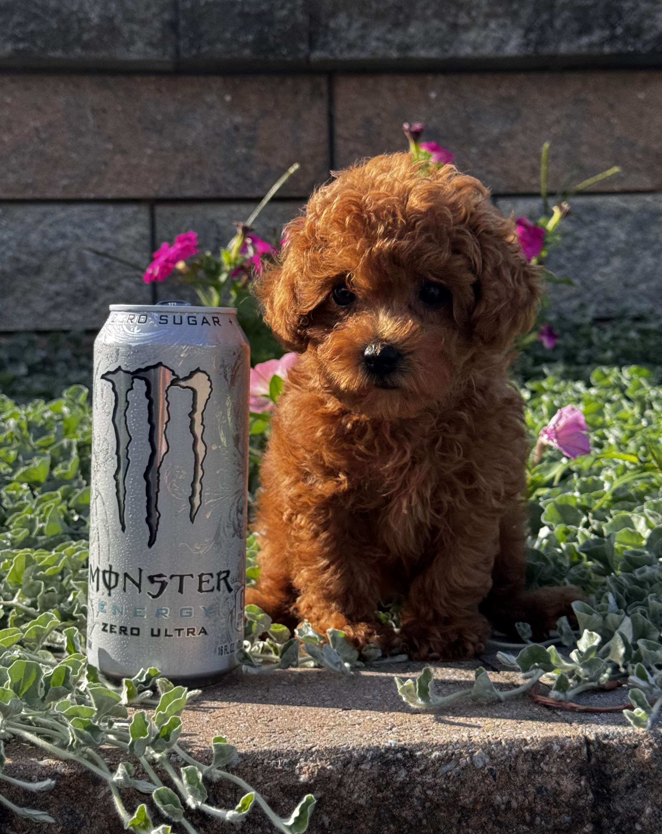 puppy photo