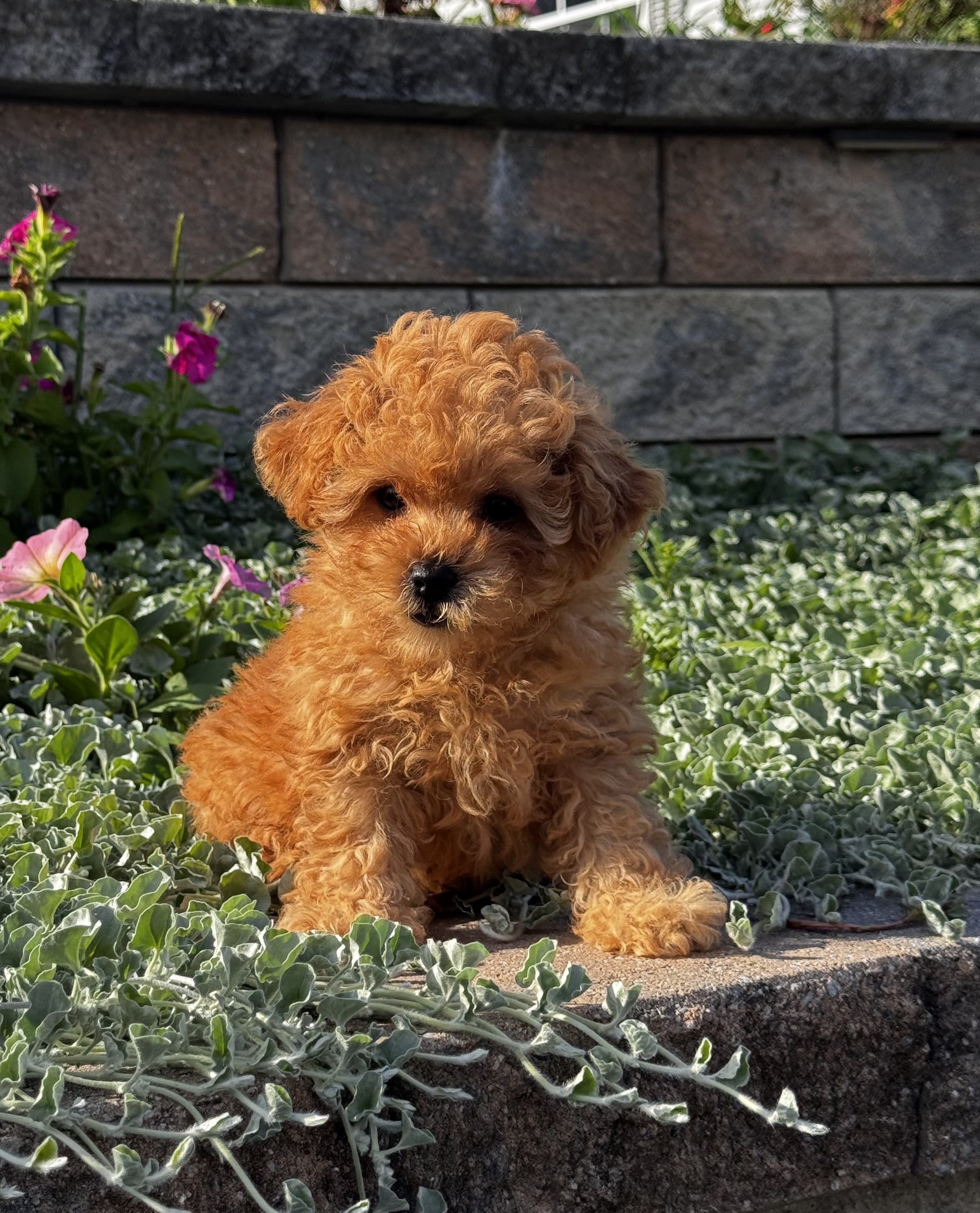 puppy photo