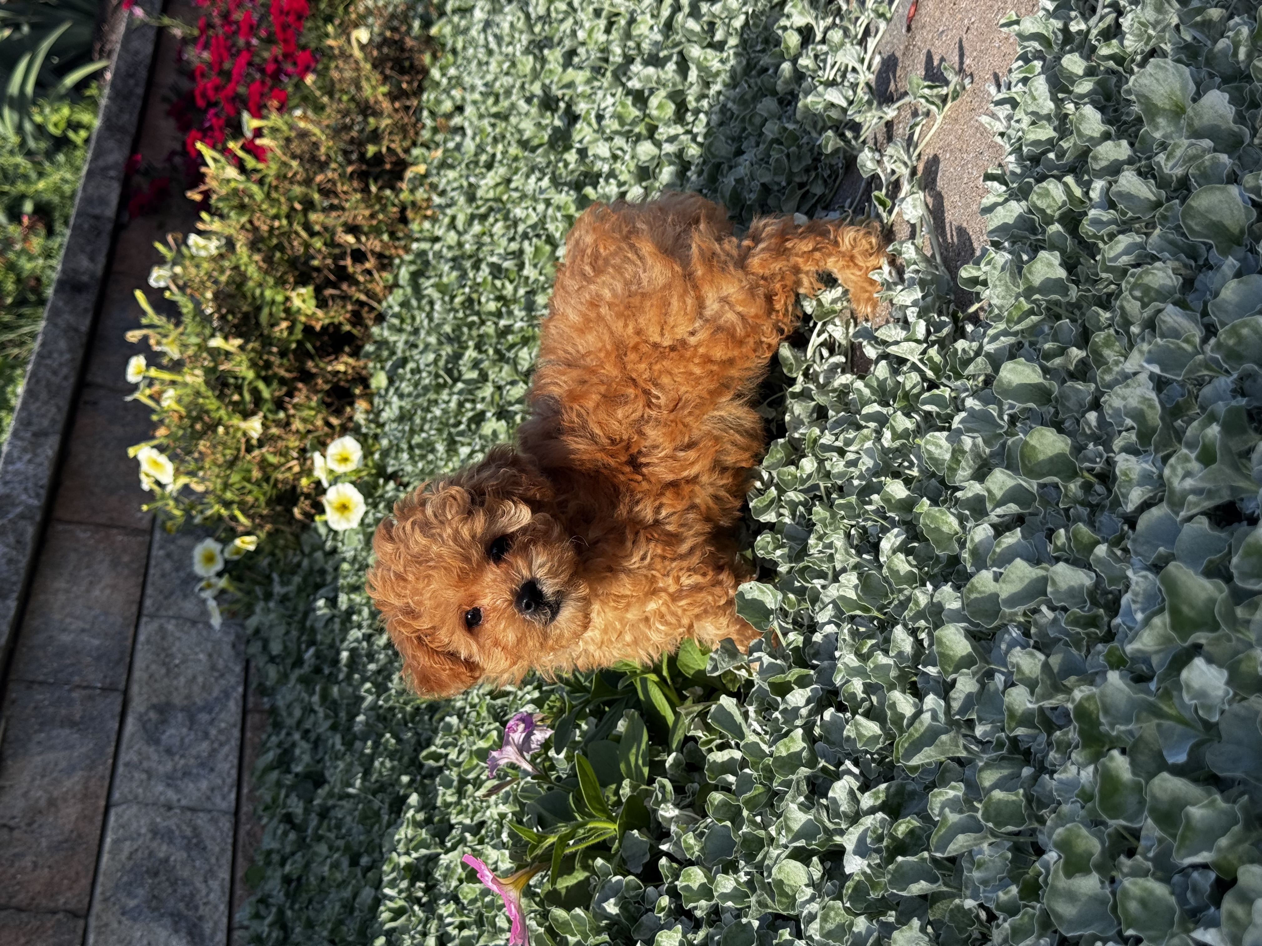 puppy photo