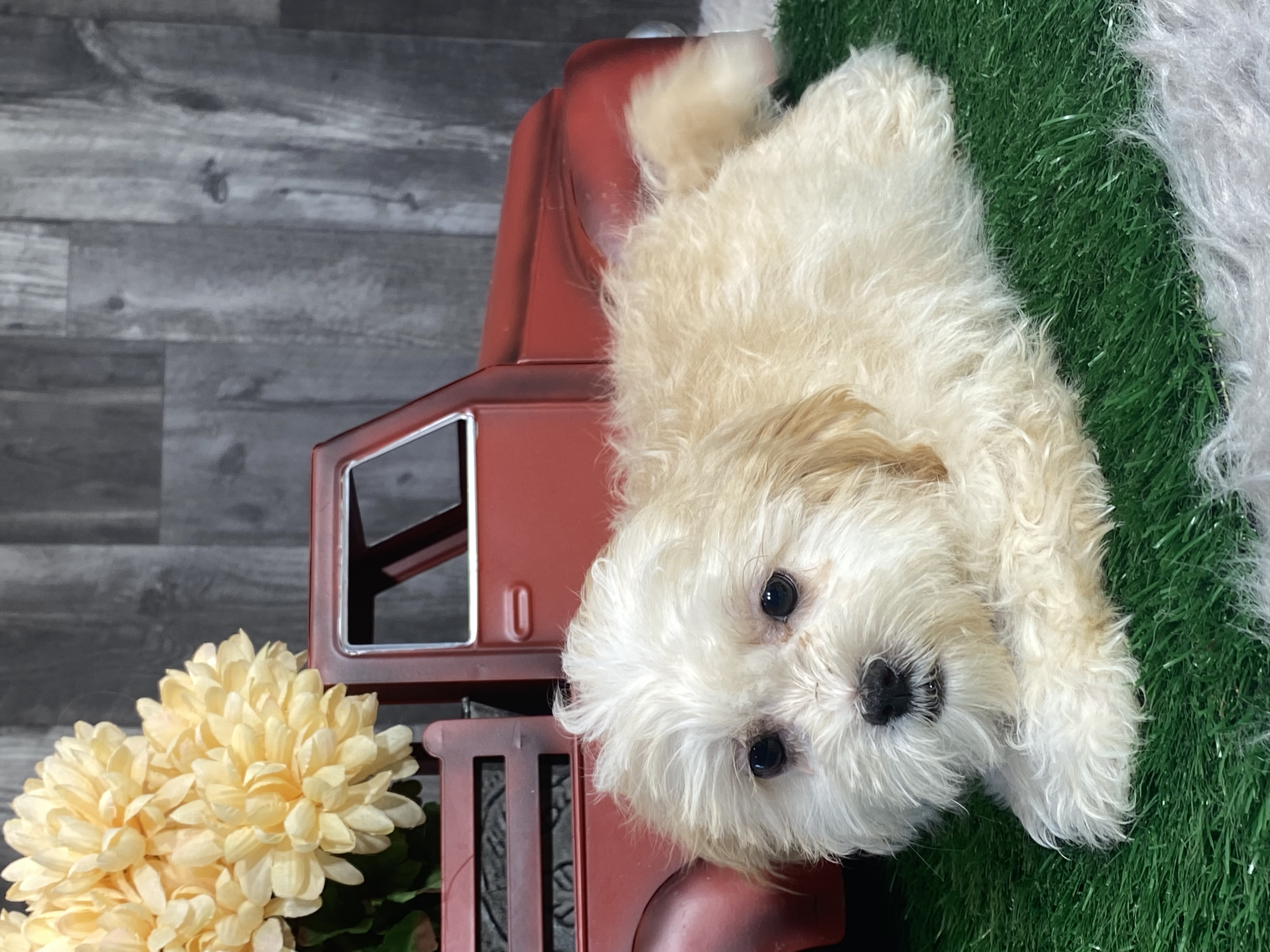 Summerset Farms kennels Seneca Falls NY Available Puppies