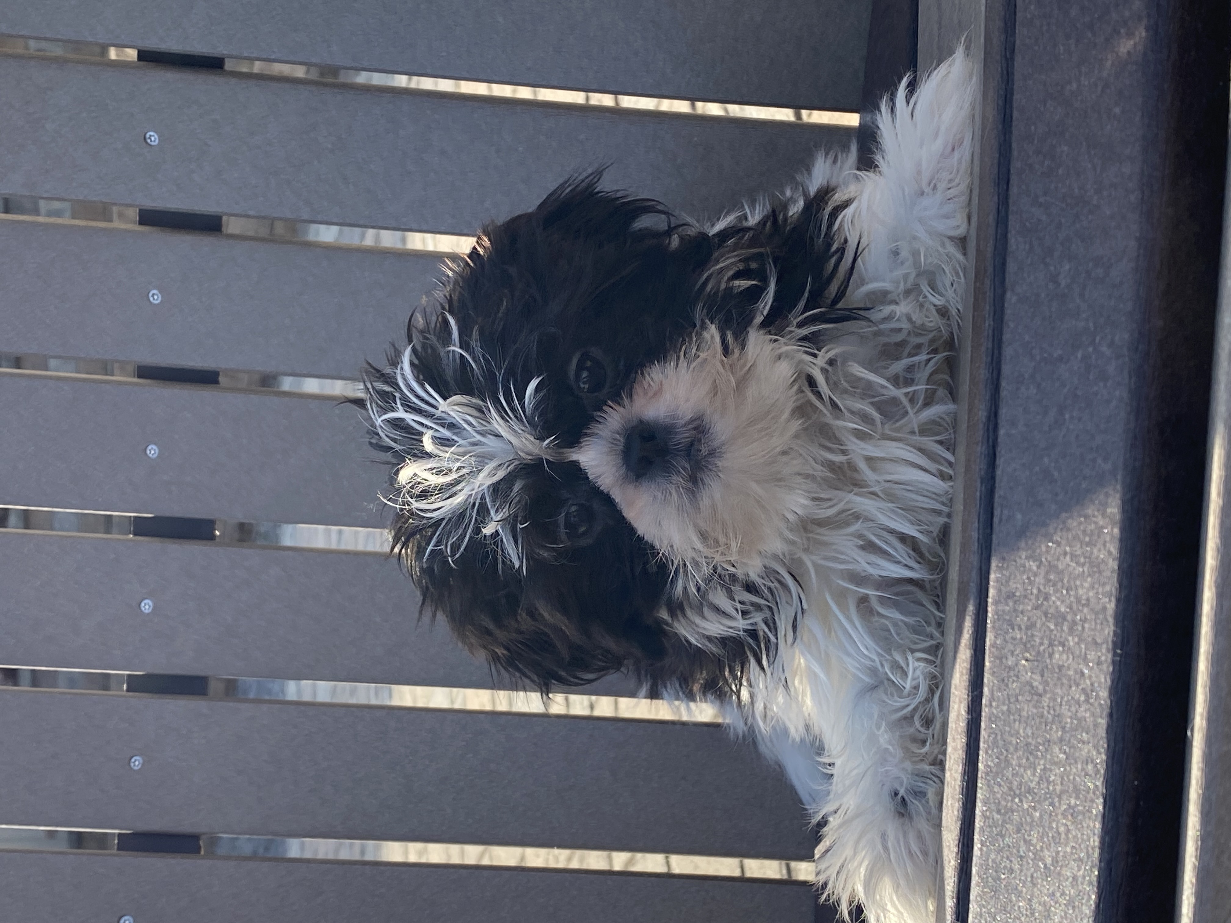 Summerset Farms kennels Seneca Falls NY Available Puppies