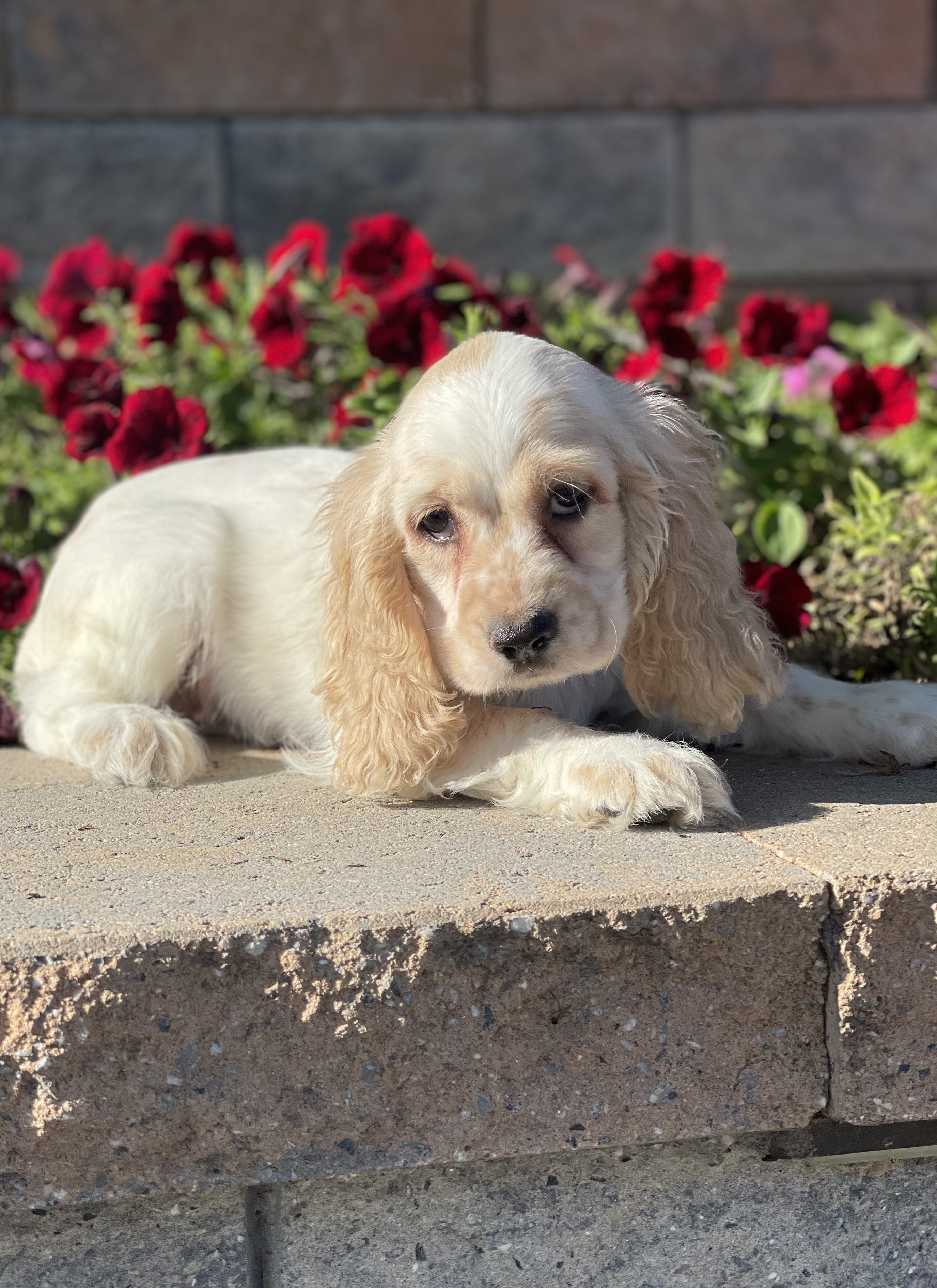 puppy, for, sale, Cocker Spaniel, Curtis  Martin, dog, breeder, Seneca Falls, NY, dog-breeder, puppy-for-sale, forsale, nearby, find, puppyfind, locator, puppylocator, aca