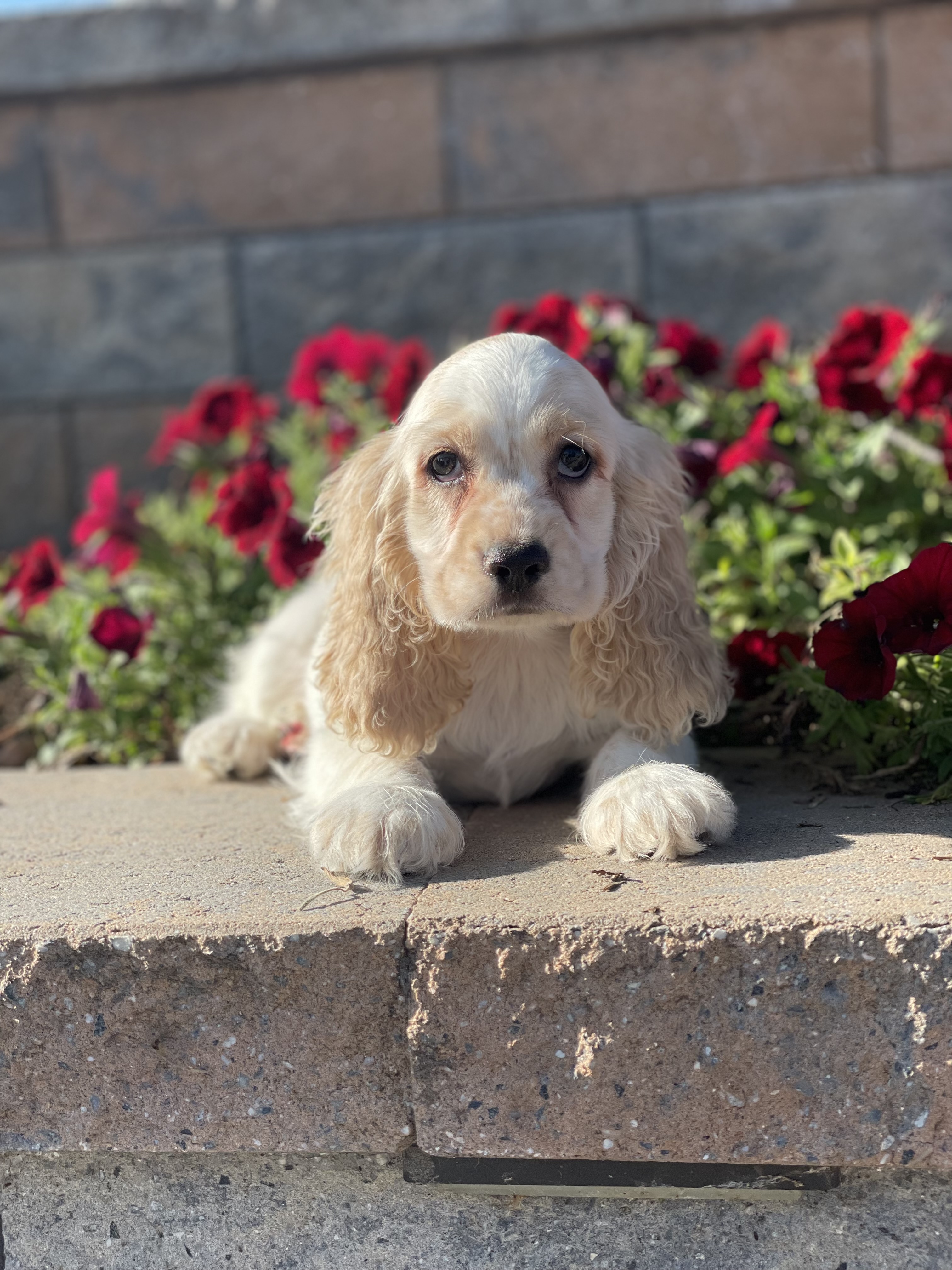puppy, for, sale, Cocker Spaniel, Curtis  Martin, dog, breeder, Seneca Falls, NY, dog-breeder, puppy-for-sale, forsale, nearby, find, puppyfind, locator, puppylocator, aca