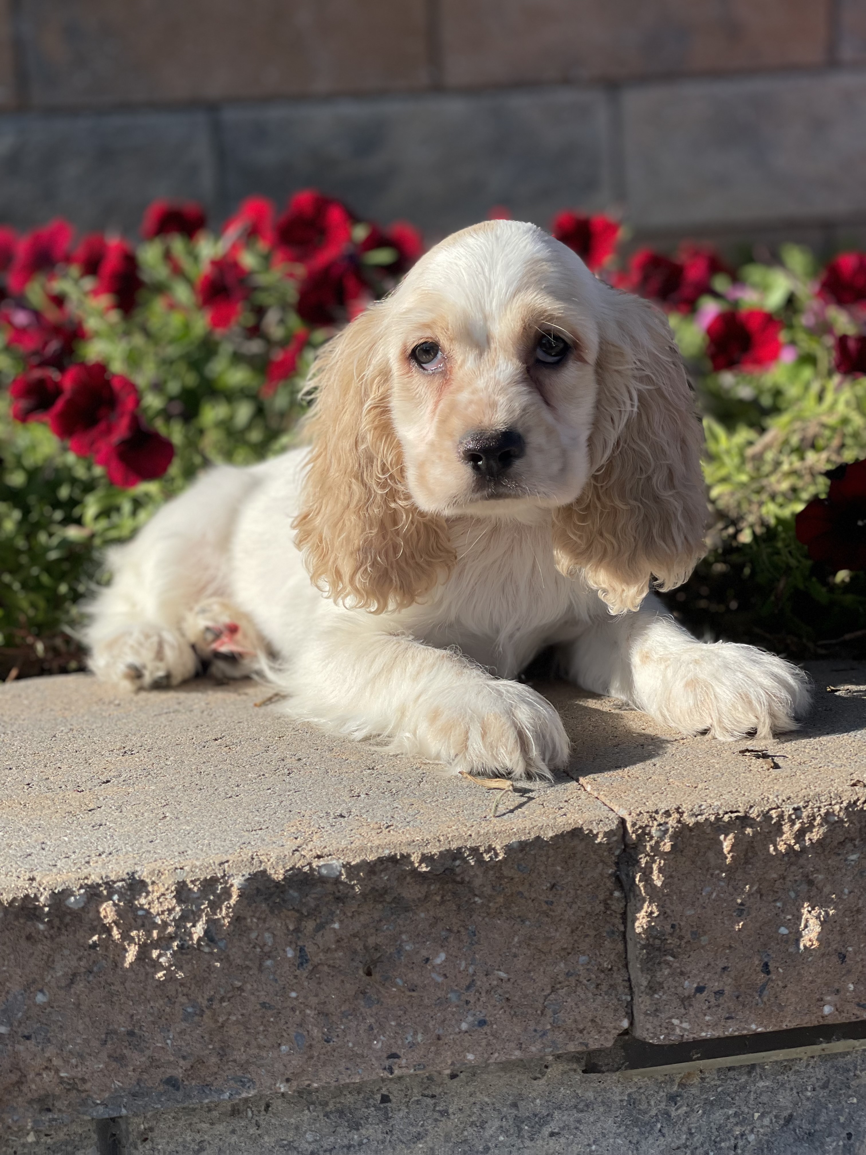 puppy, for, sale, Cocker Spaniel, Curtis  Martin, dog, breeder, Seneca Falls, NY, dog-breeder, puppy-for-sale, forsale, nearby, find, puppyfind, locator, puppylocator, aca