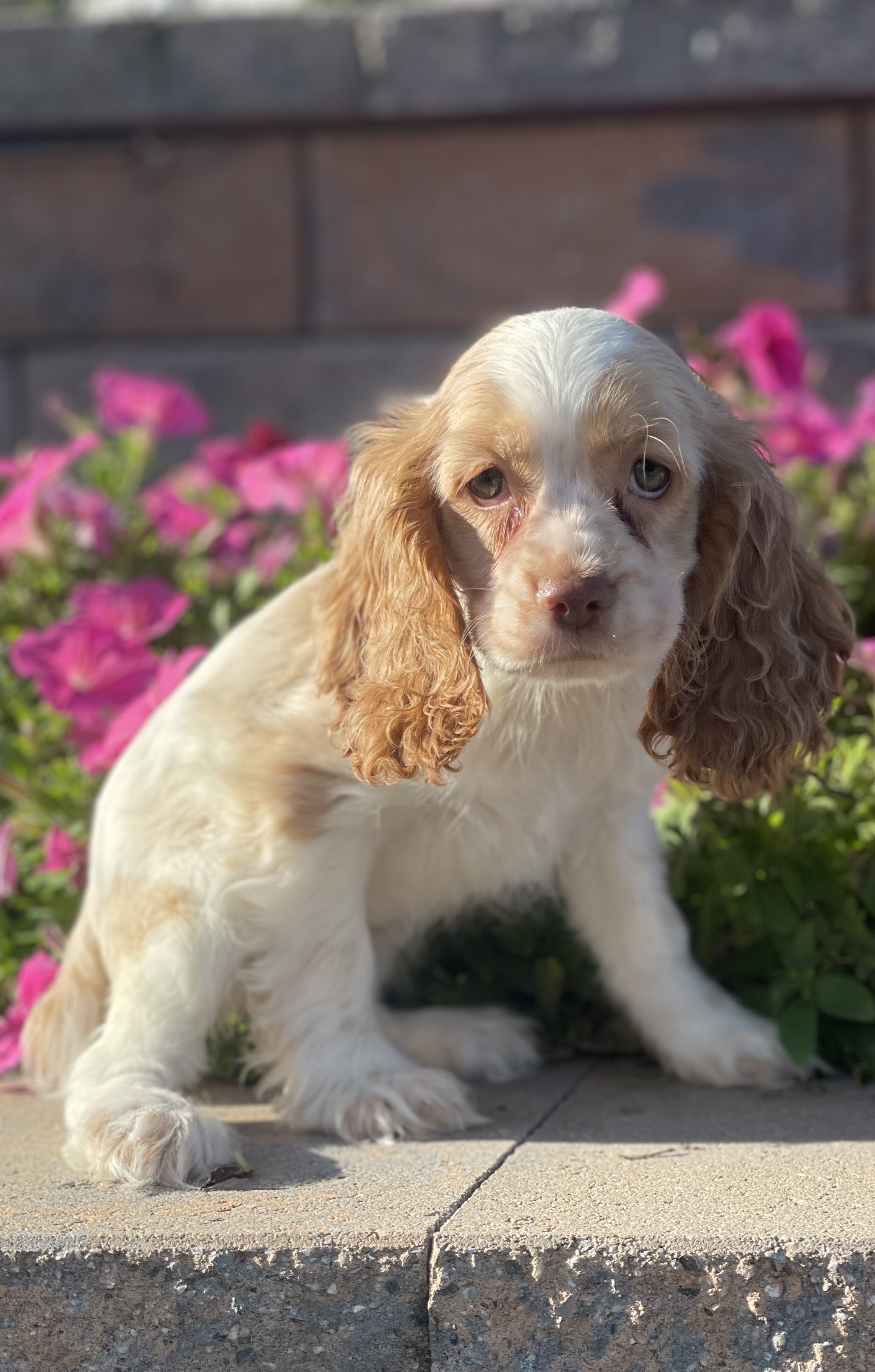 puppy, for, sale, Cocker Spaniel, Curtis  Martin, dog, breeder, Seneca Falls, NY, dog-breeder, puppy-for-sale, forsale, nearby, find, puppyfind, locator, puppylocator, aca