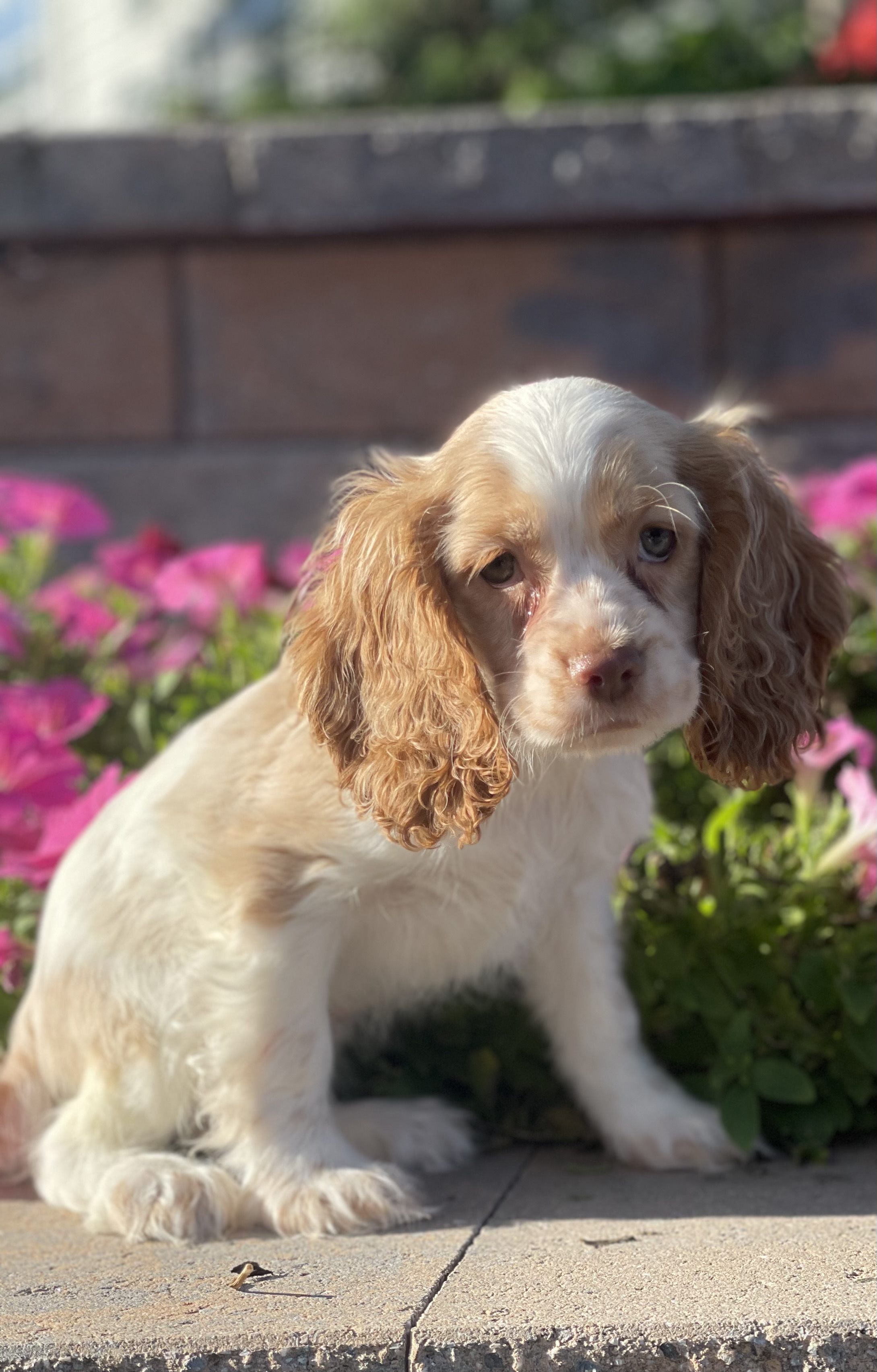puppy, for, sale, Cocker Spaniel, Curtis  Martin, dog, breeder, Seneca Falls, NY, dog-breeder, puppy-for-sale, forsale, nearby, find, puppyfind, locator, puppylocator, aca
