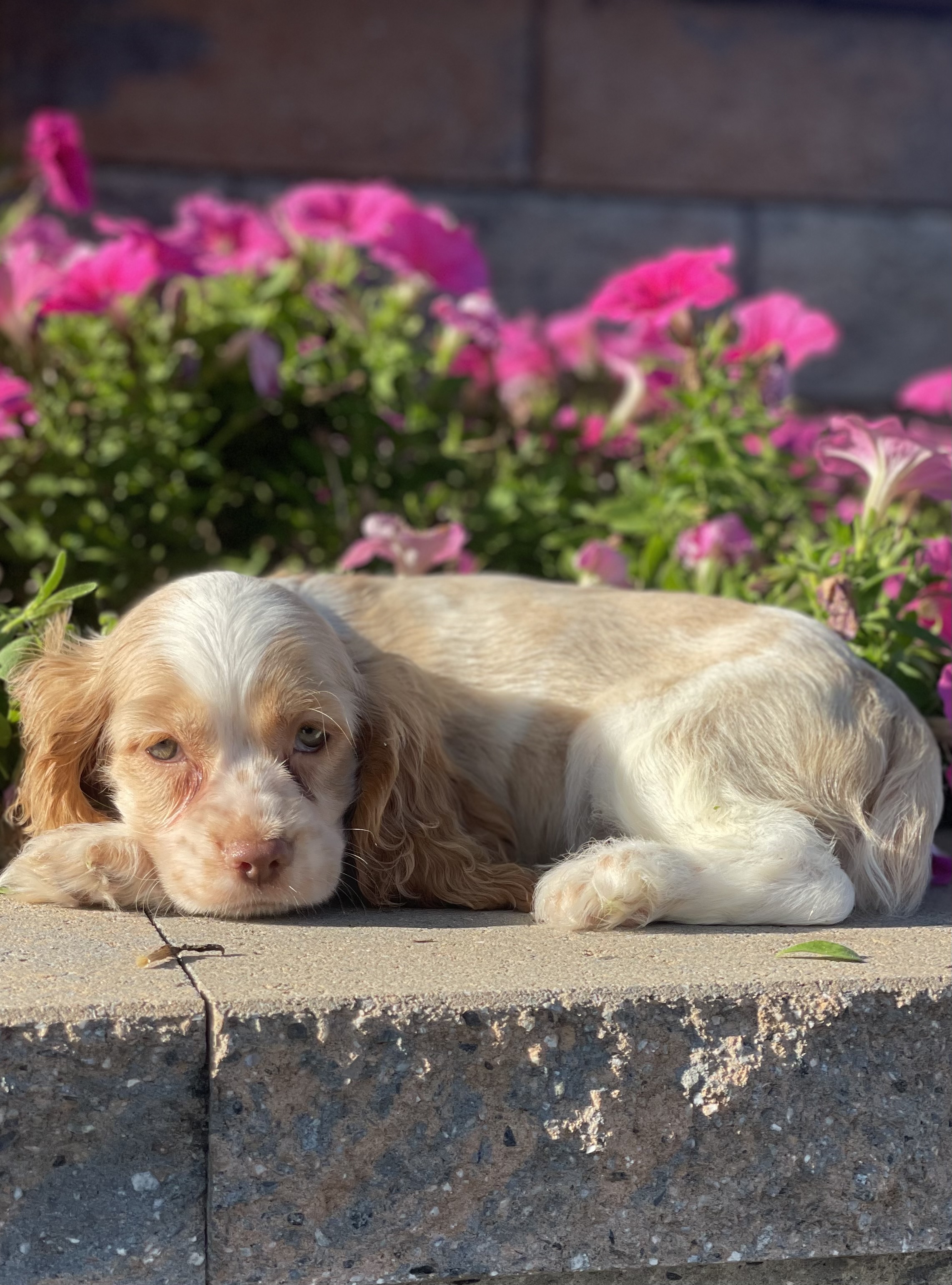 puppy, for, sale, Cocker Spaniel, Curtis  Martin, dog, breeder, Seneca Falls, NY, dog-breeder, puppy-for-sale, forsale, nearby, find, puppyfind, locator, puppylocator, aca