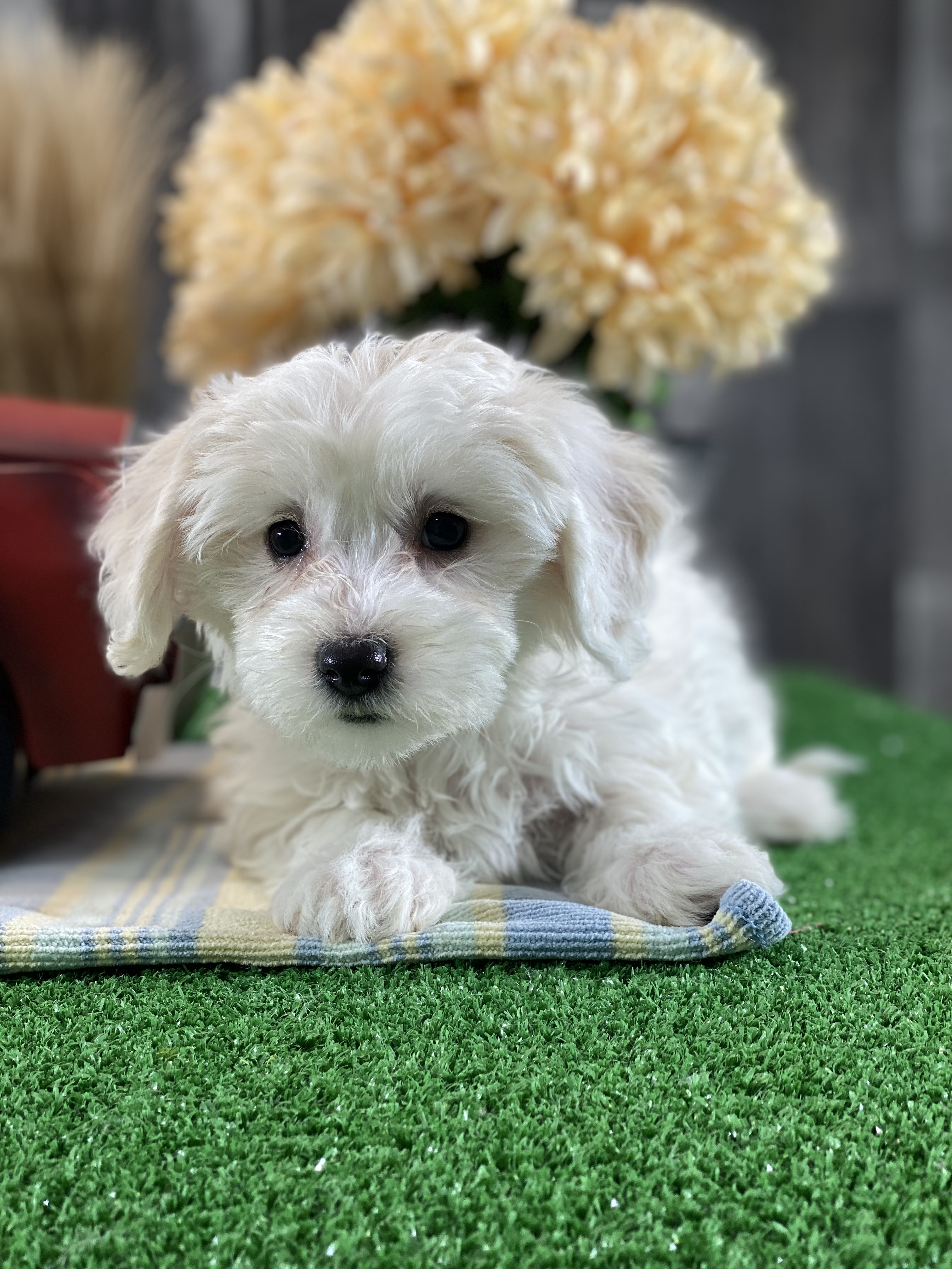puppy photo