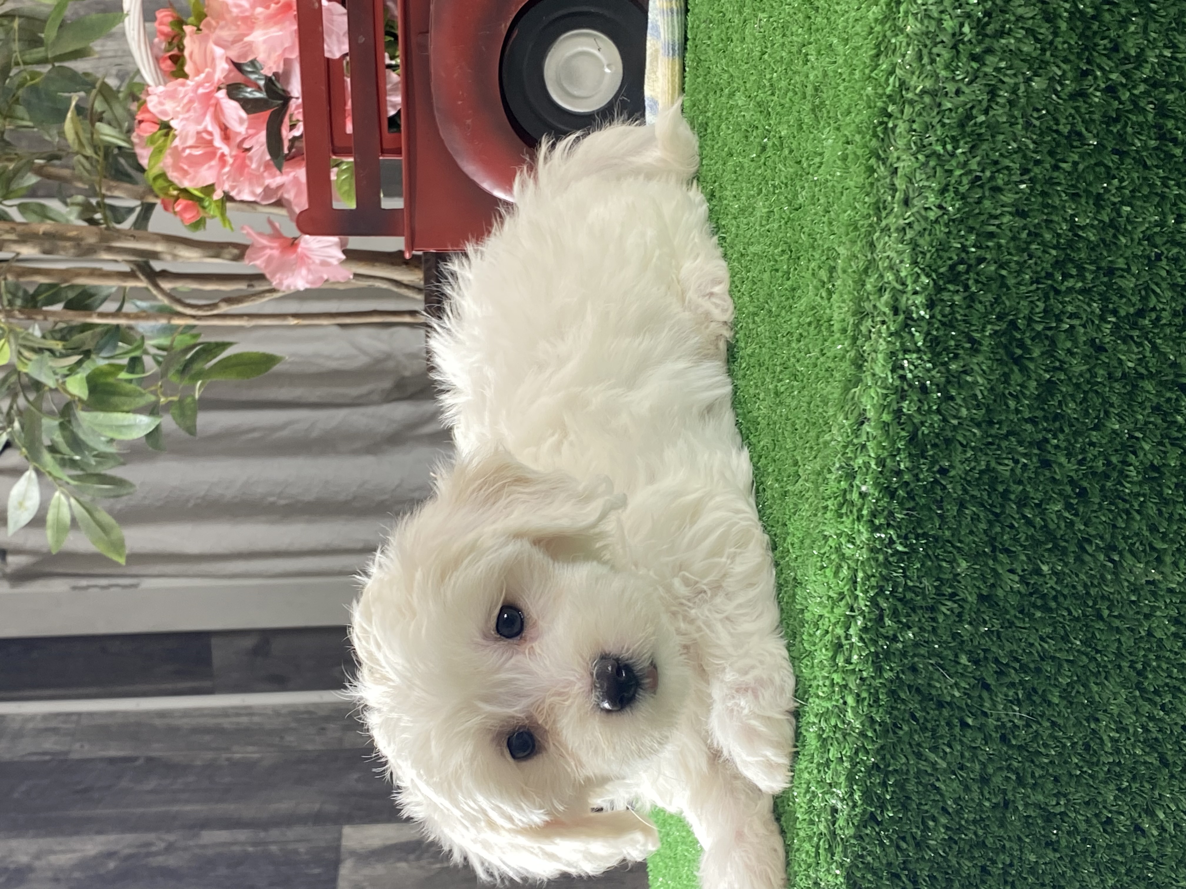 puppy photo