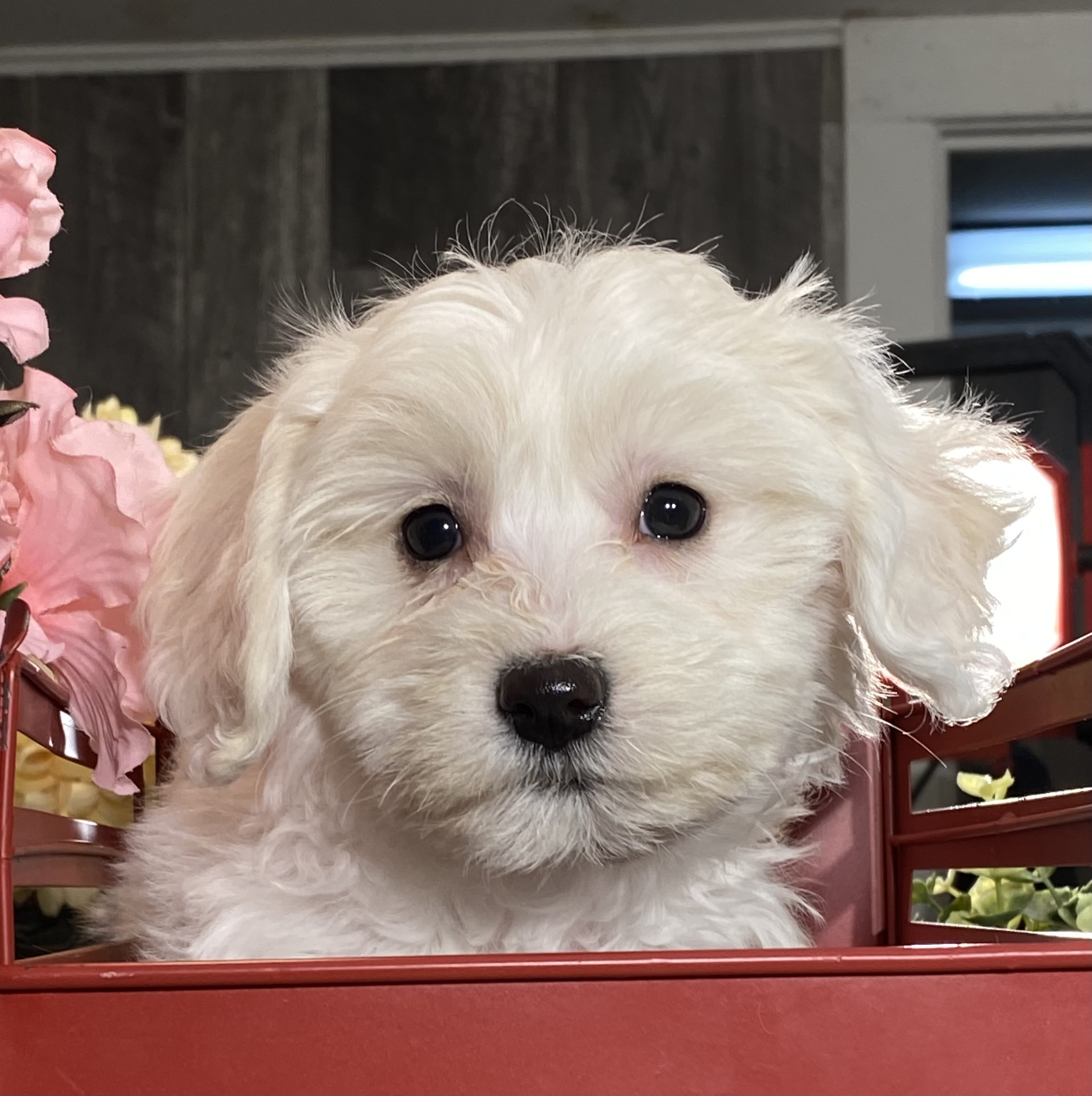 puppy photo