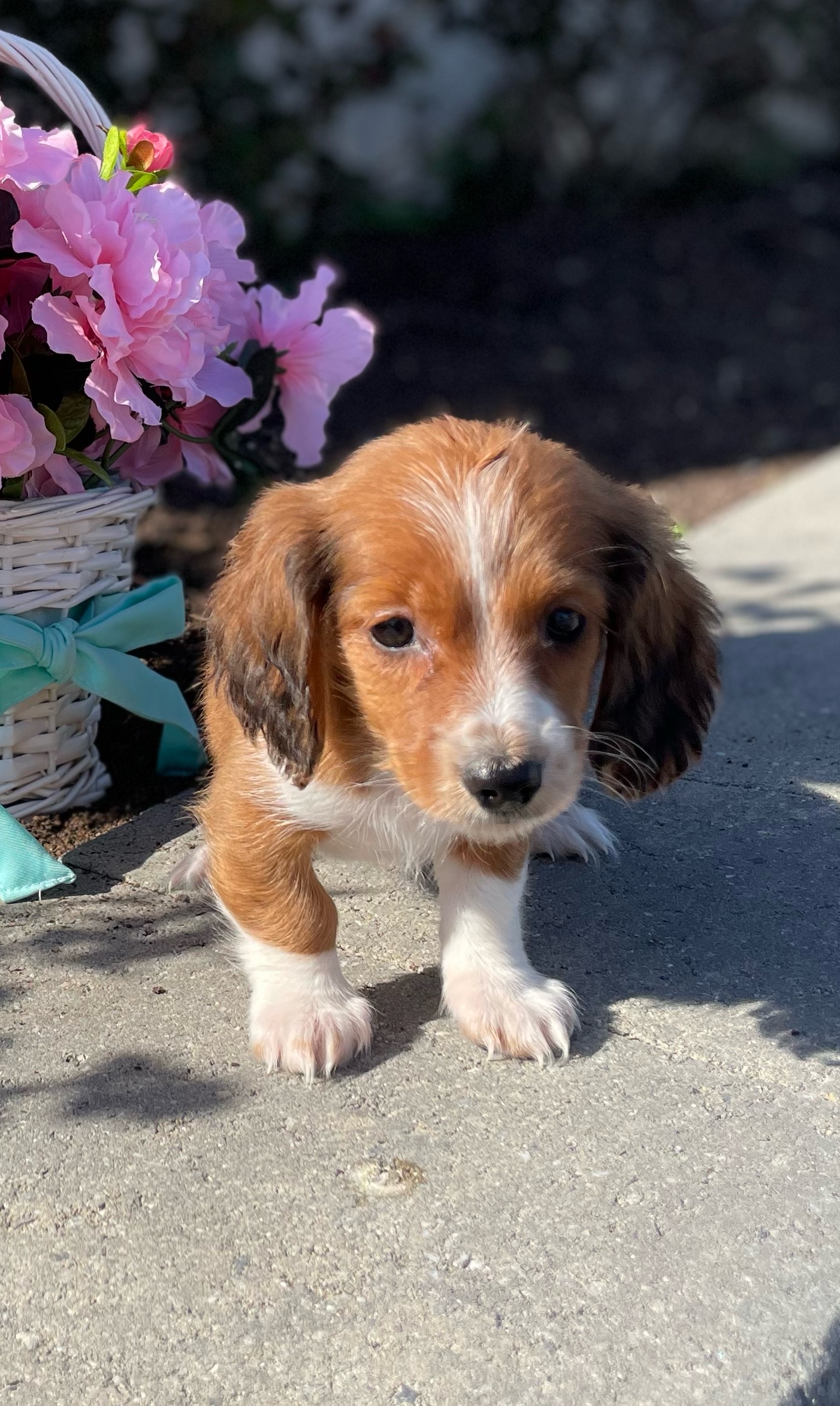 puppy, for, sale, Dachshund, Curtis  Martin, dog, breeder, Seneca Falls, NY, dog-breeder, puppy-for-sale, forsale, nearby, find, puppyfind, locator, puppylocator, aca
