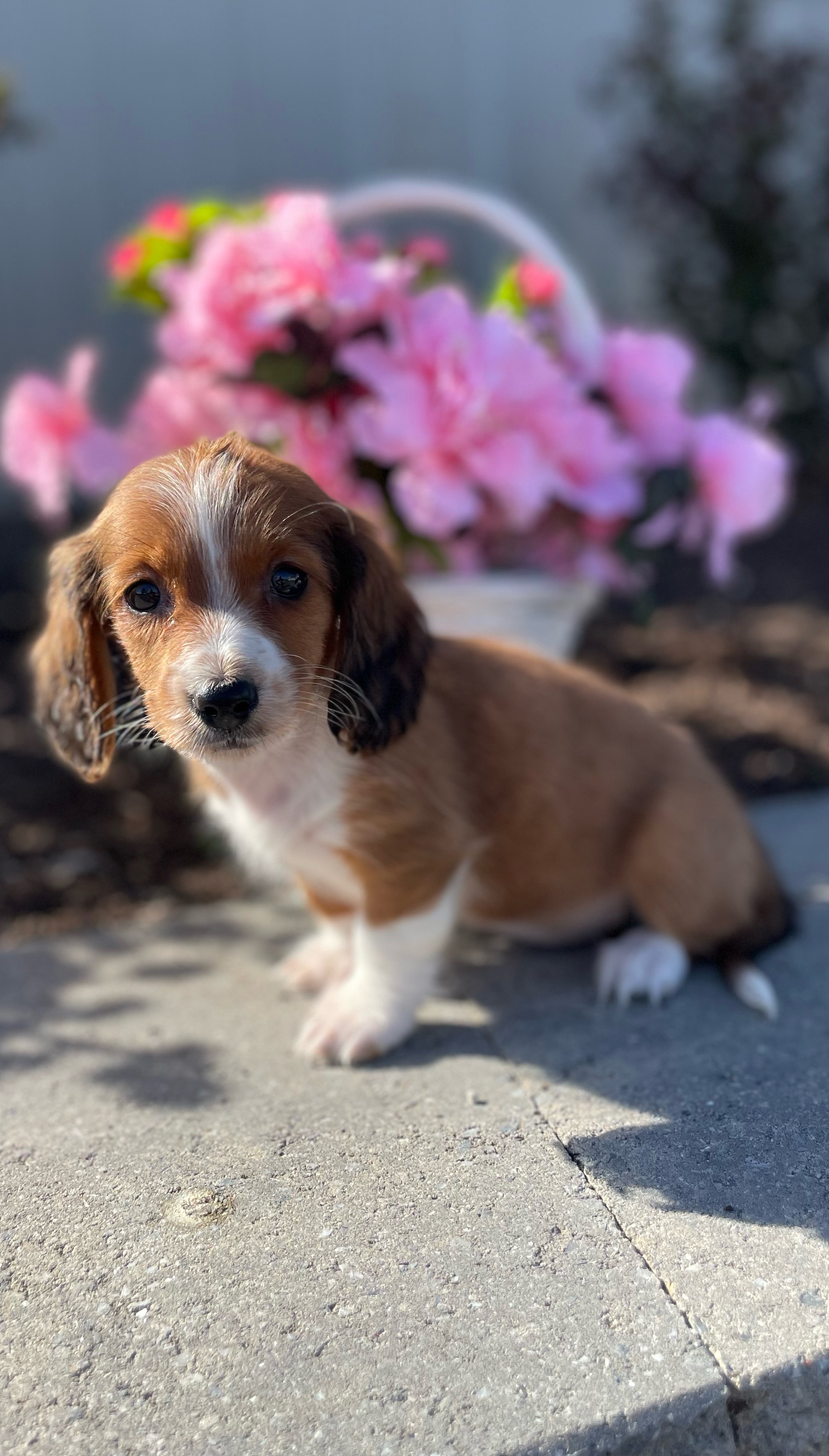 puppy, for, sale, Dachshund, Curtis  Martin, dog, breeder, Seneca Falls, NY, dog-breeder, puppy-for-sale, forsale, nearby, find, puppyfind, locator, puppylocator, aca