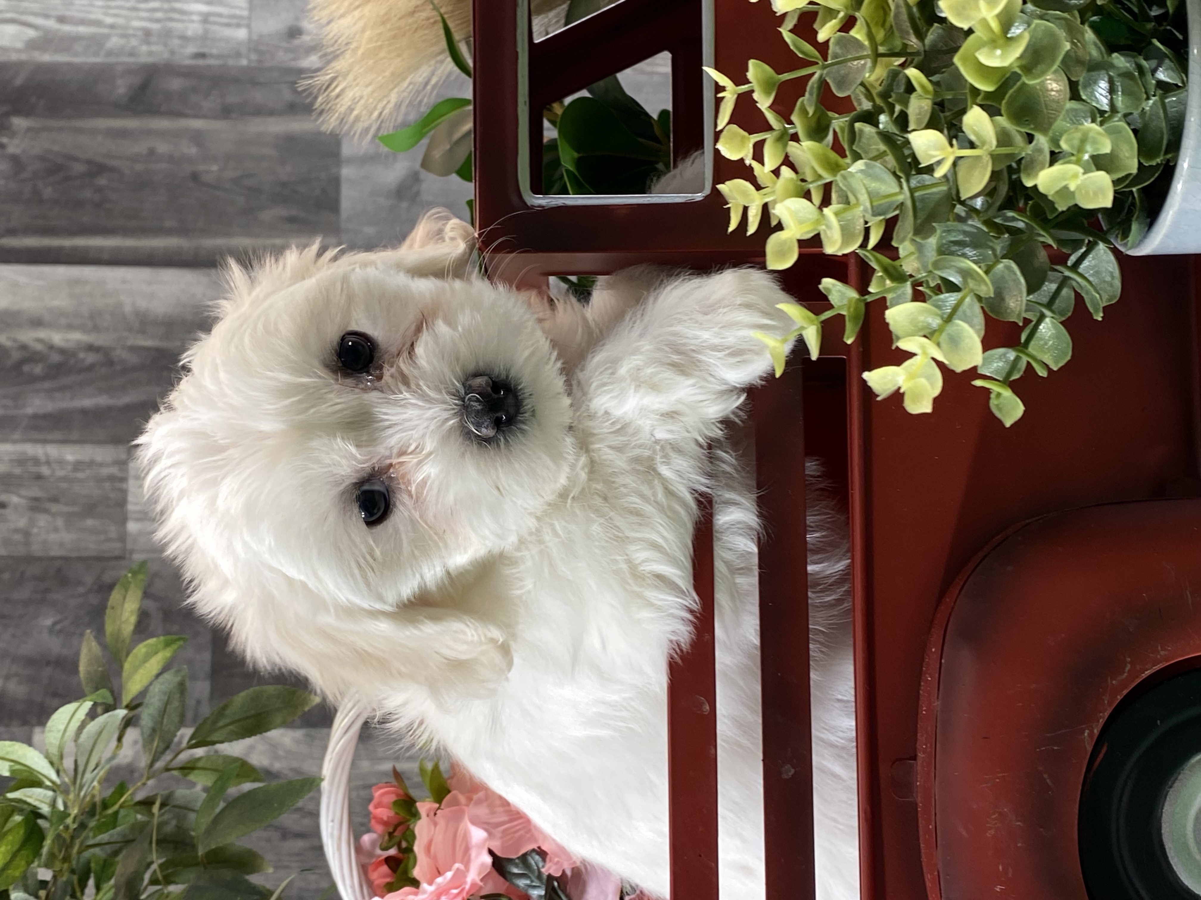 puppy photo