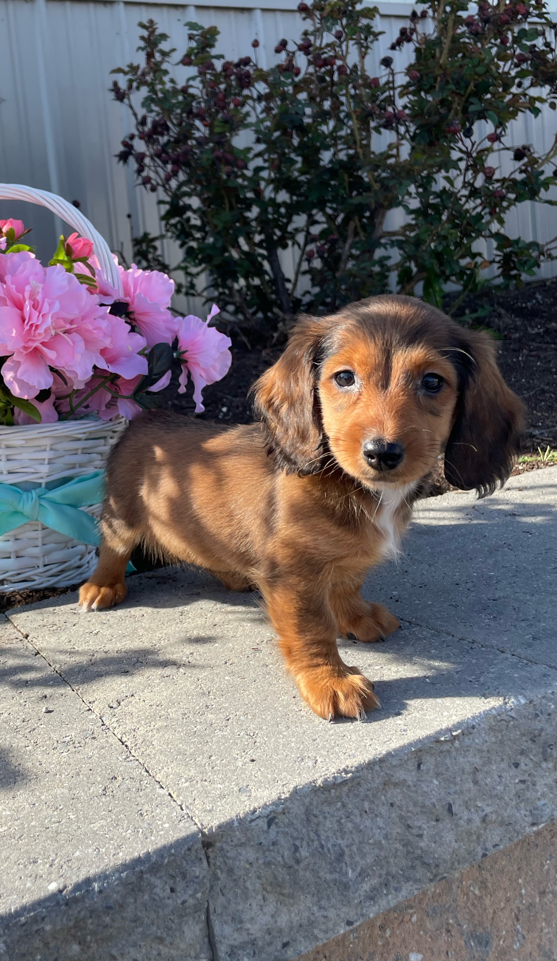 puppy, for, sale, Dachshund, Curtis  Martin, dog, breeder, Seneca Falls, NY, dog-breeder, puppy-for-sale, forsale, nearby, find, puppyfind, locator, puppylocator, aca
