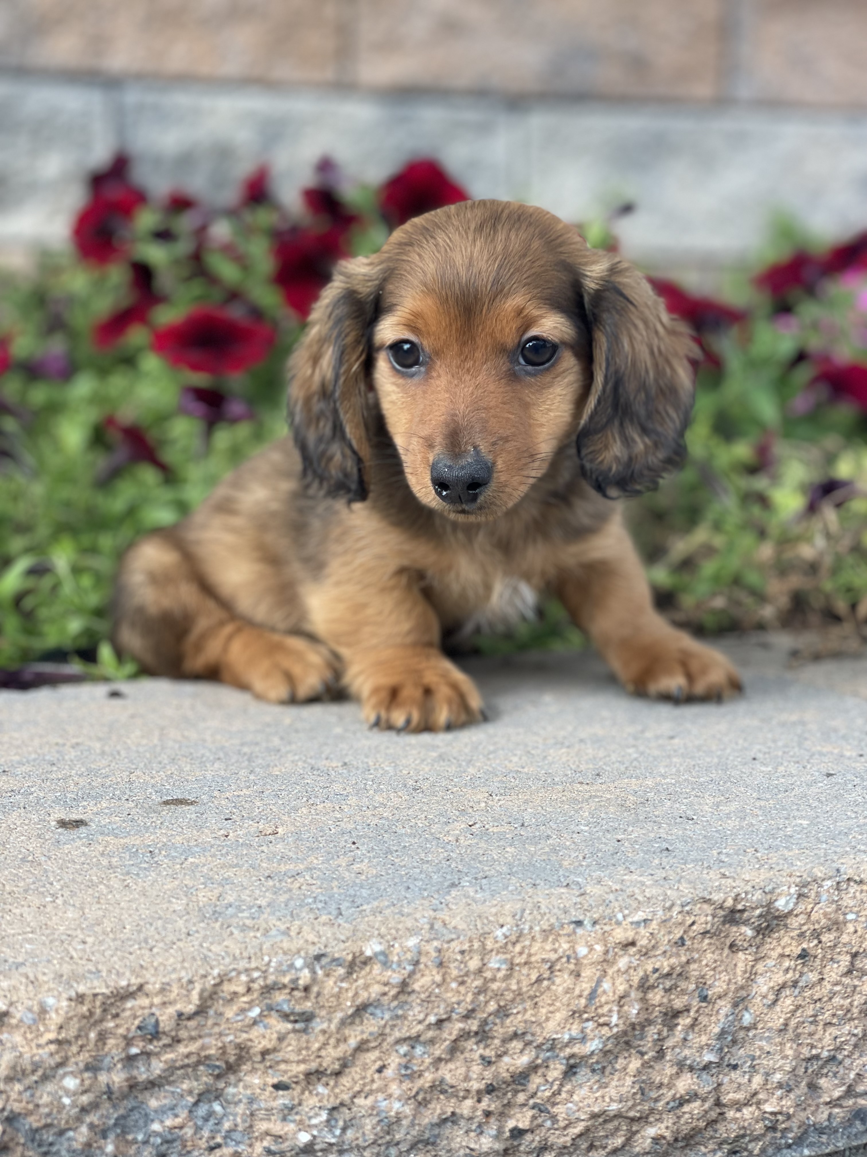 puppy, for, sale, Dachshund, Curtis  Martin, dog, breeder, Seneca Falls, NY, dog-breeder, puppy-for-sale, forsale, nearby, find, puppyfind, locator, puppylocator, aca