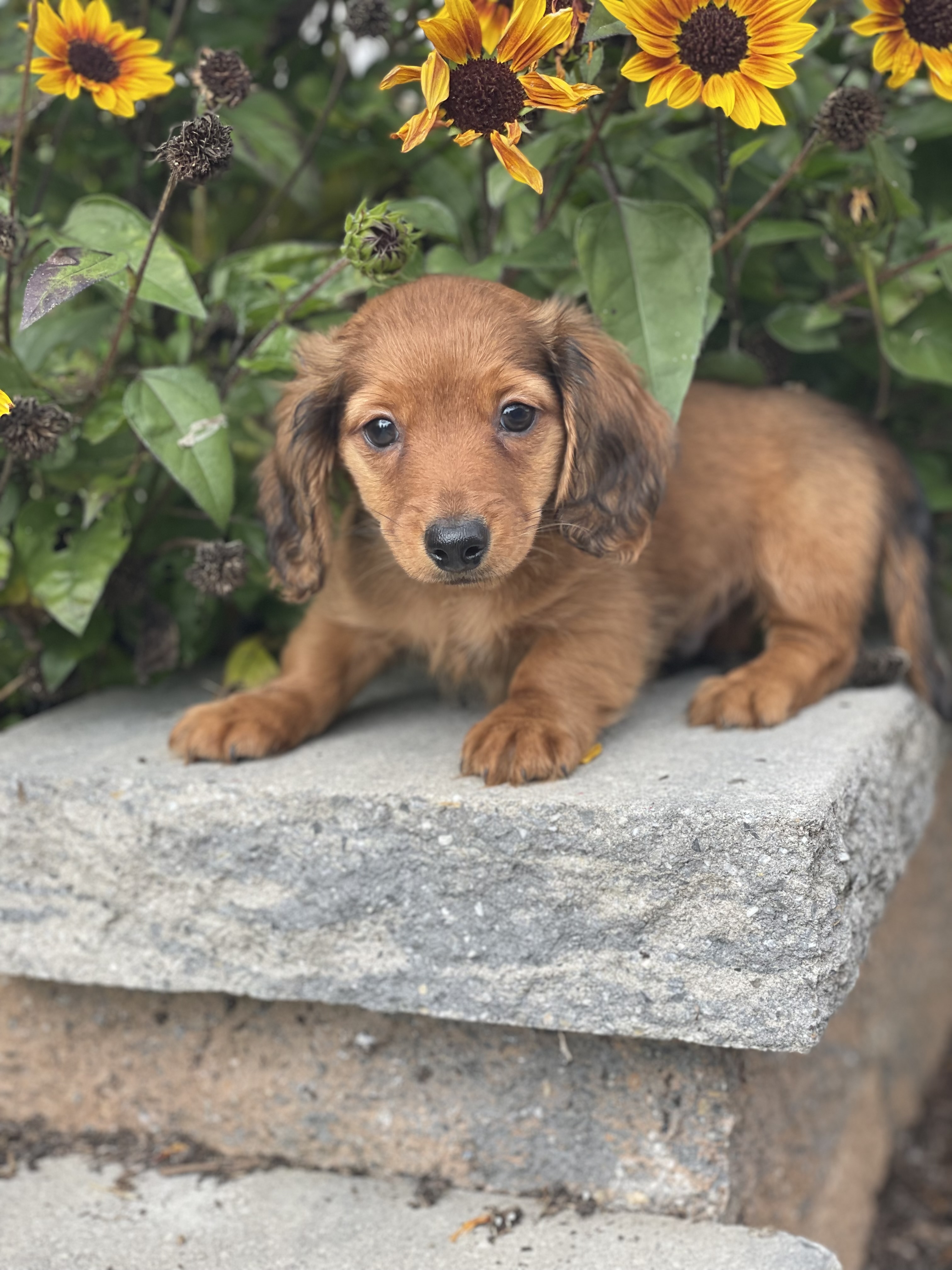puppy, for, sale, Dachshund, Curtis  Martin, dog, breeder, Seneca Falls, NY, dog-breeder, puppy-for-sale, forsale, nearby, find, puppyfind, locator, puppylocator, aca