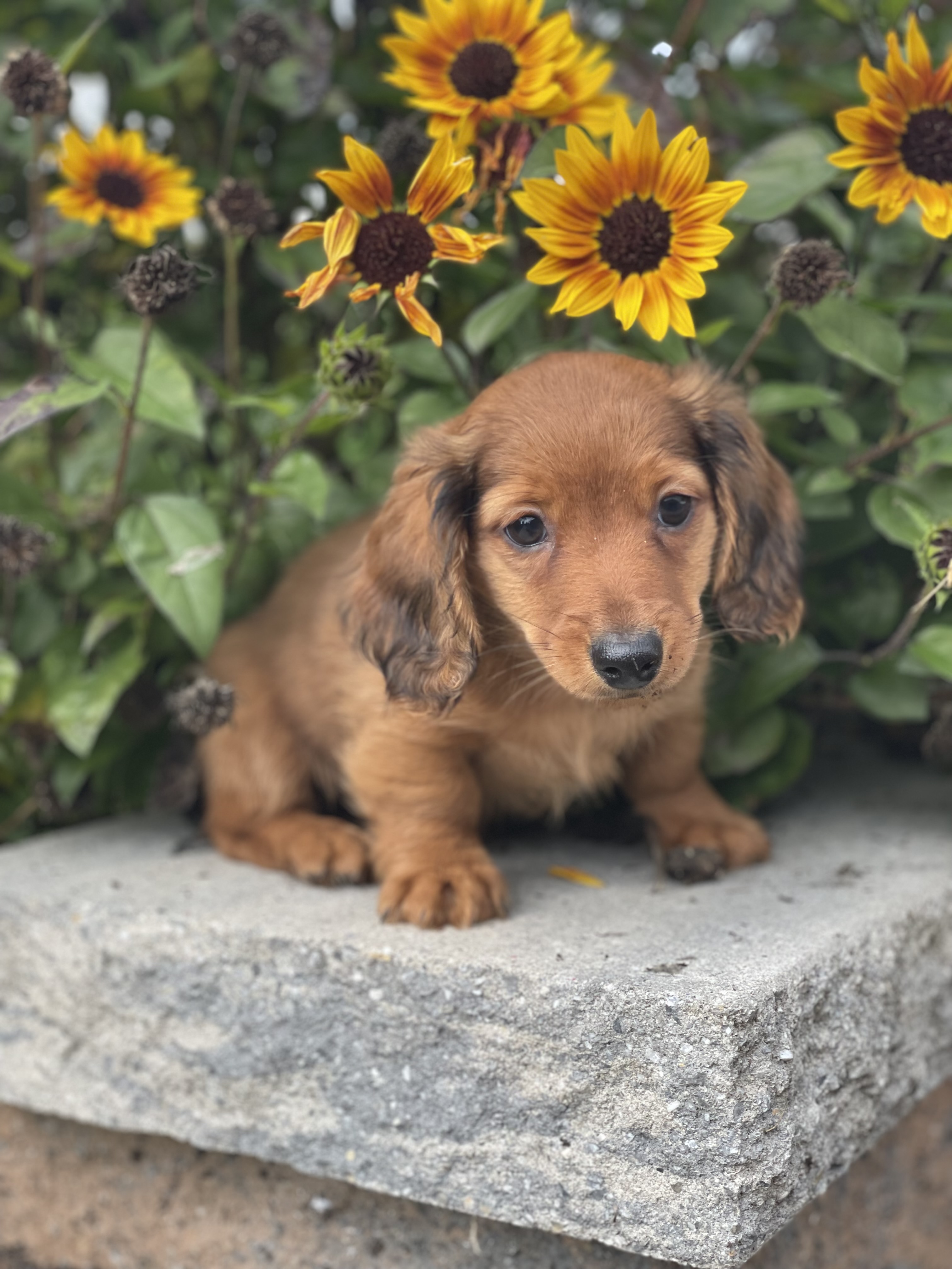 puppy, for, sale, Dachshund, Curtis  Martin, dog, breeder, Seneca Falls, NY, dog-breeder, puppy-for-sale, forsale, nearby, find, puppyfind, locator, puppylocator, aca