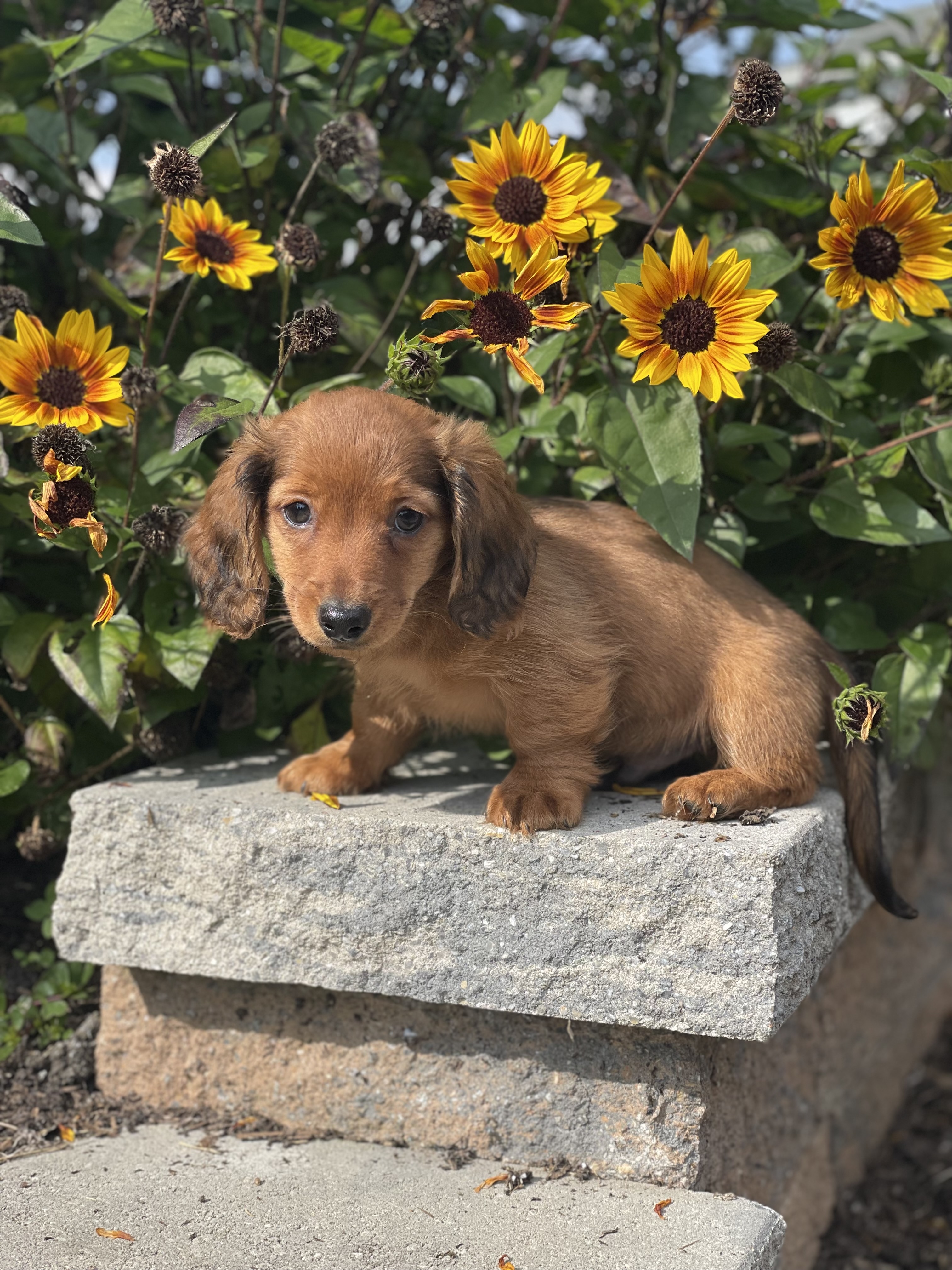puppy, for, sale, Dachshund, Curtis  Martin, dog, breeder, Seneca Falls, NY, dog-breeder, puppy-for-sale, forsale, nearby, find, puppyfind, locator, puppylocator, aca