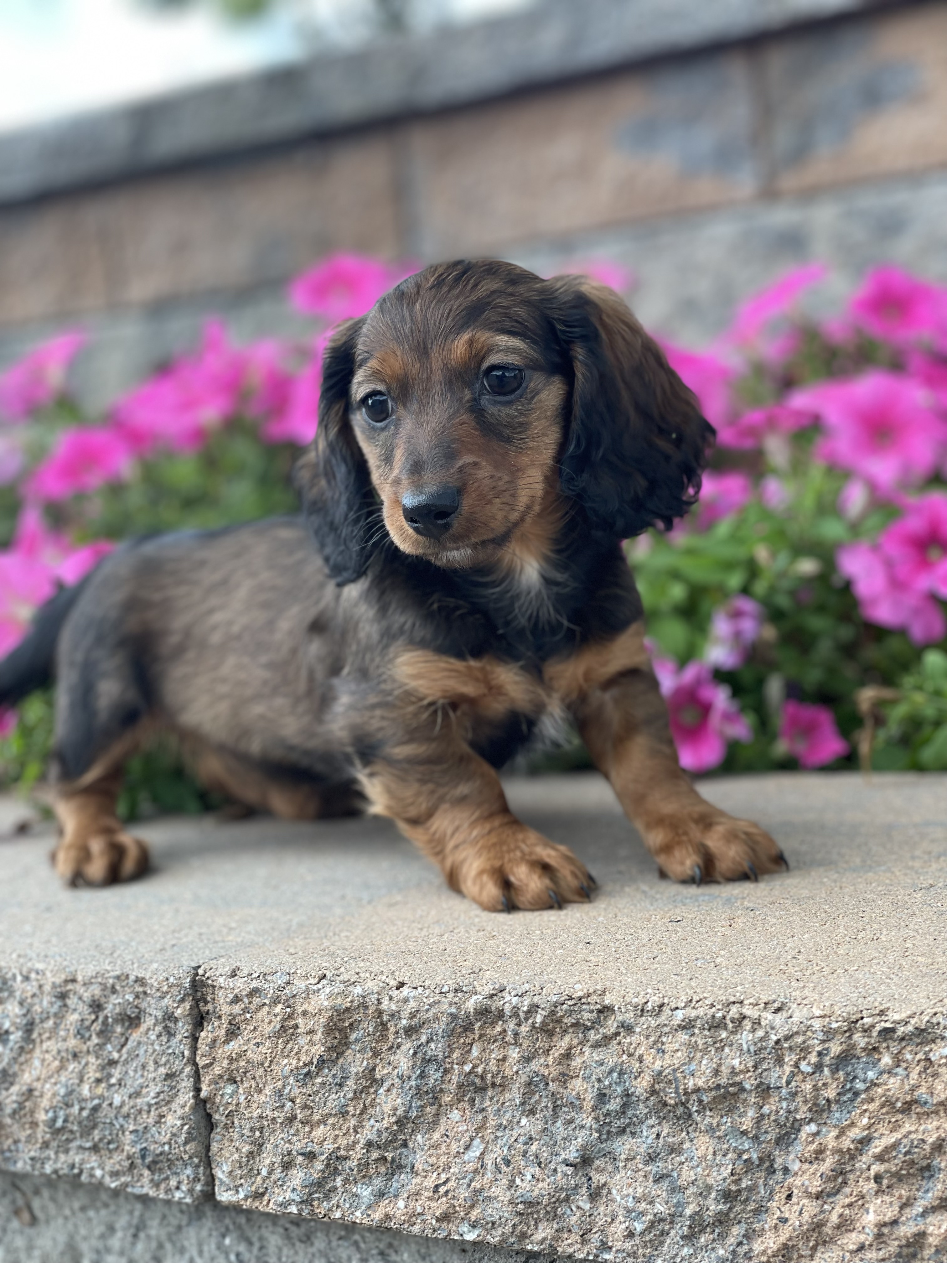 puppy, for, sale, Dachshund, Curtis  Martin, dog, breeder, Seneca Falls, NY, dog-breeder, puppy-for-sale, forsale, nearby, find, puppyfind, locator, puppylocator, aca