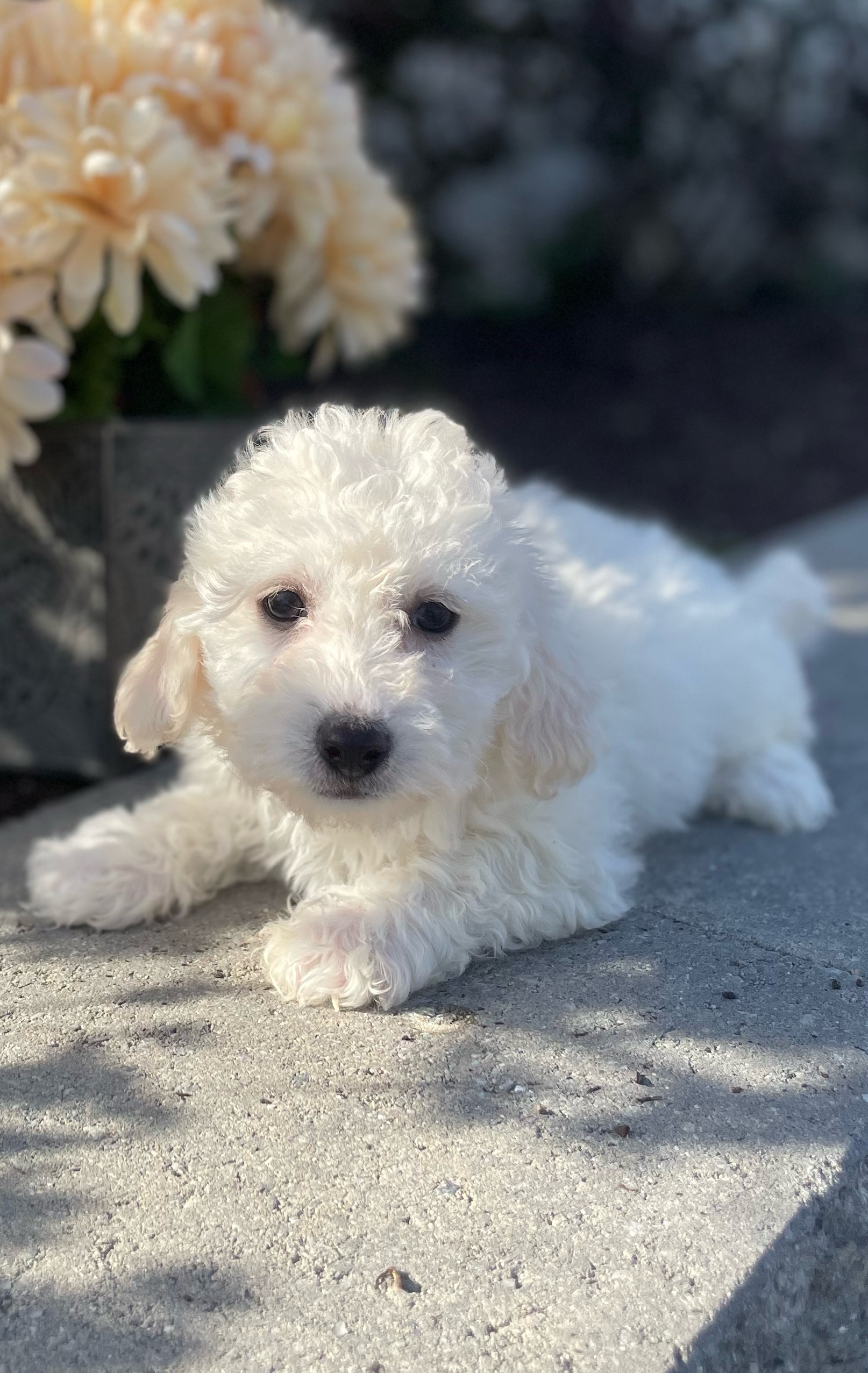 puppy, for, sale, Bichon Frise, Curtis  Martin, dog, breeder, Seneca Falls, NY, dog-breeder, puppy-for-sale, forsale, nearby, find, puppyfind, locator, puppylocator, aca