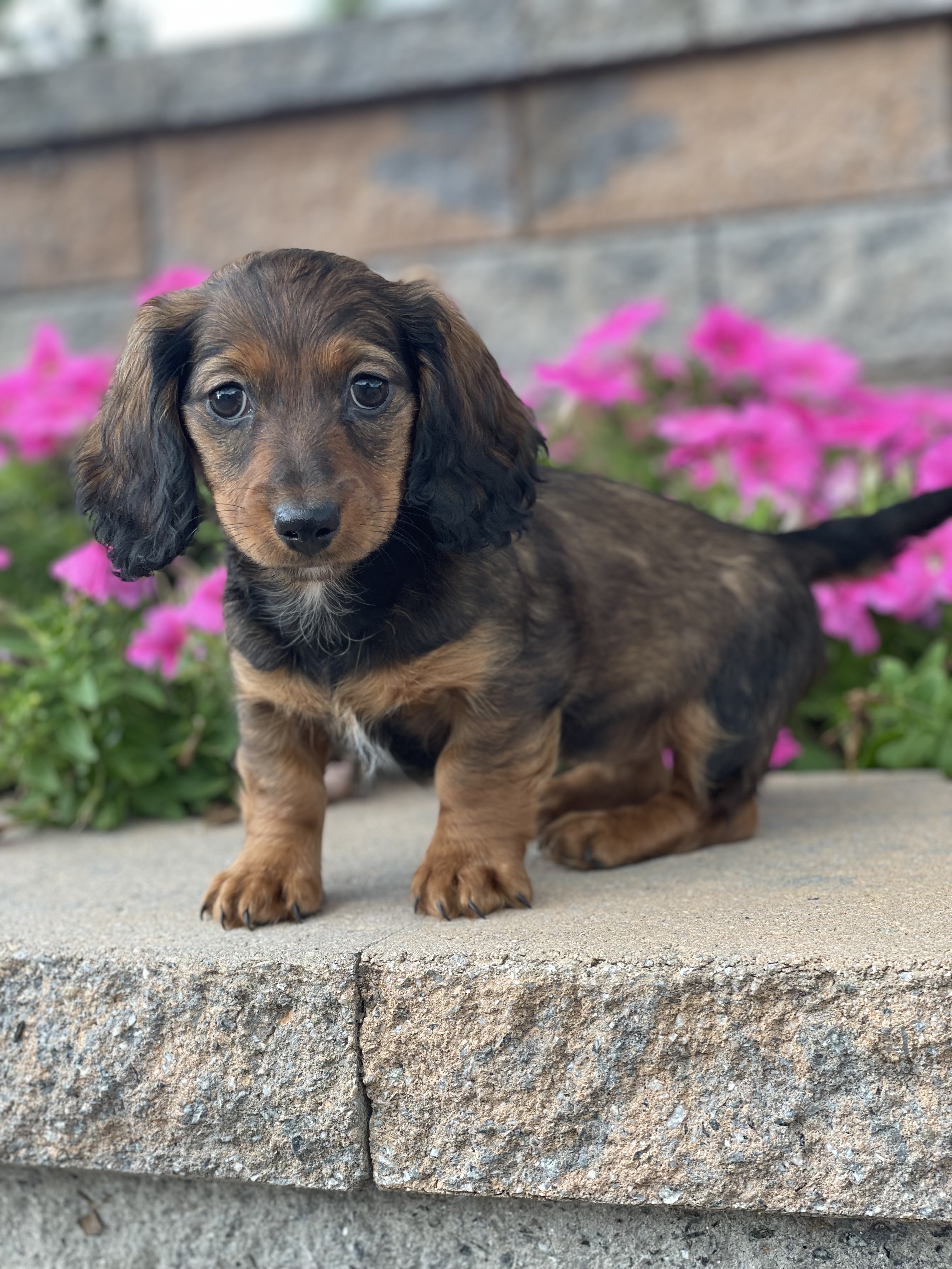 puppy, for, sale, Dachshund, Curtis  Martin, dog, breeder, Seneca Falls, NY, dog-breeder, puppy-for-sale, forsale, nearby, find, puppyfind, locator, puppylocator, aca