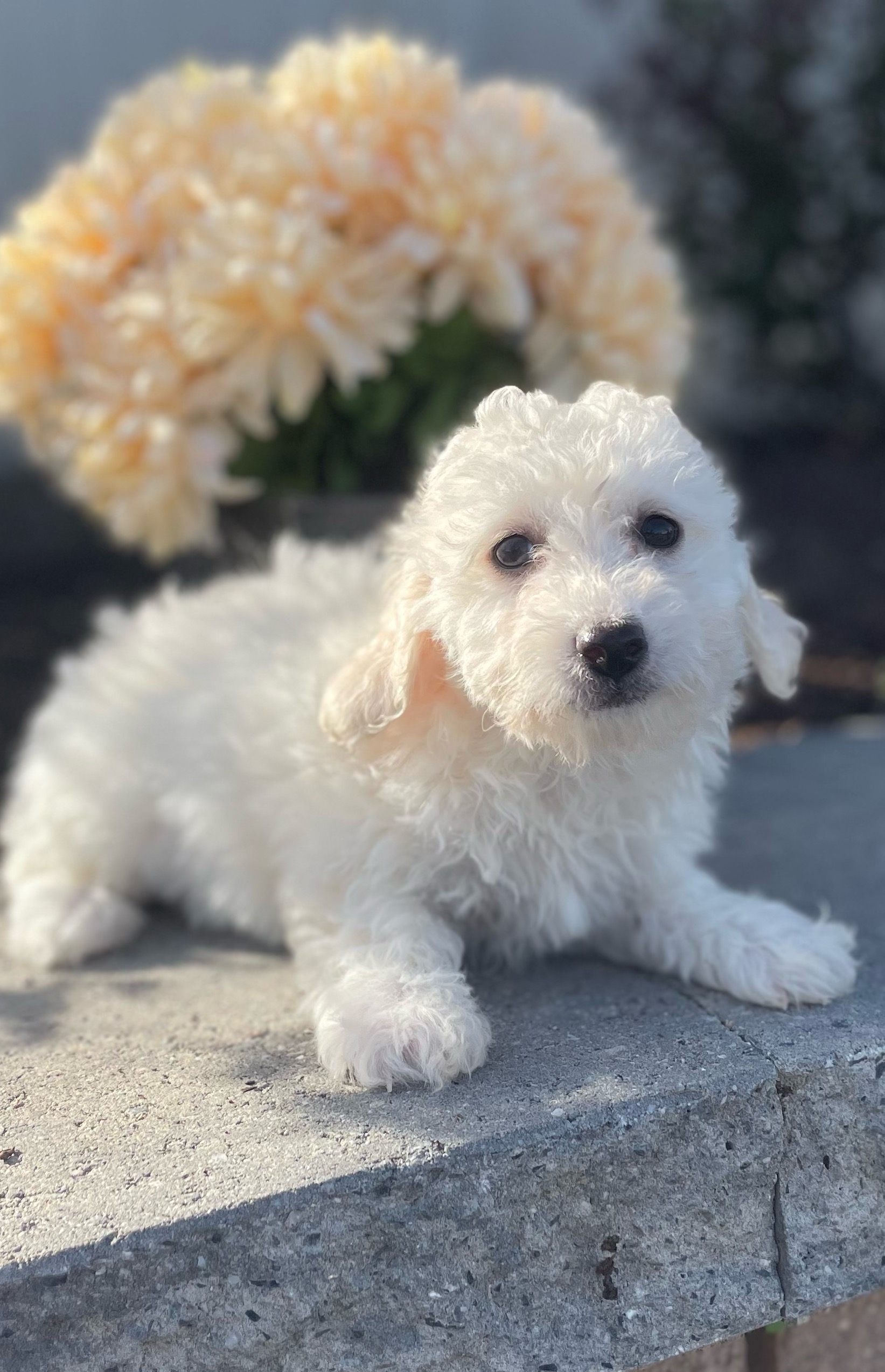puppy, for, sale, Bichon Frise, Curtis  Martin, dog, breeder, Seneca Falls, NY, dog-breeder, puppy-for-sale, forsale, nearby, find, puppyfind, locator, puppylocator, aca