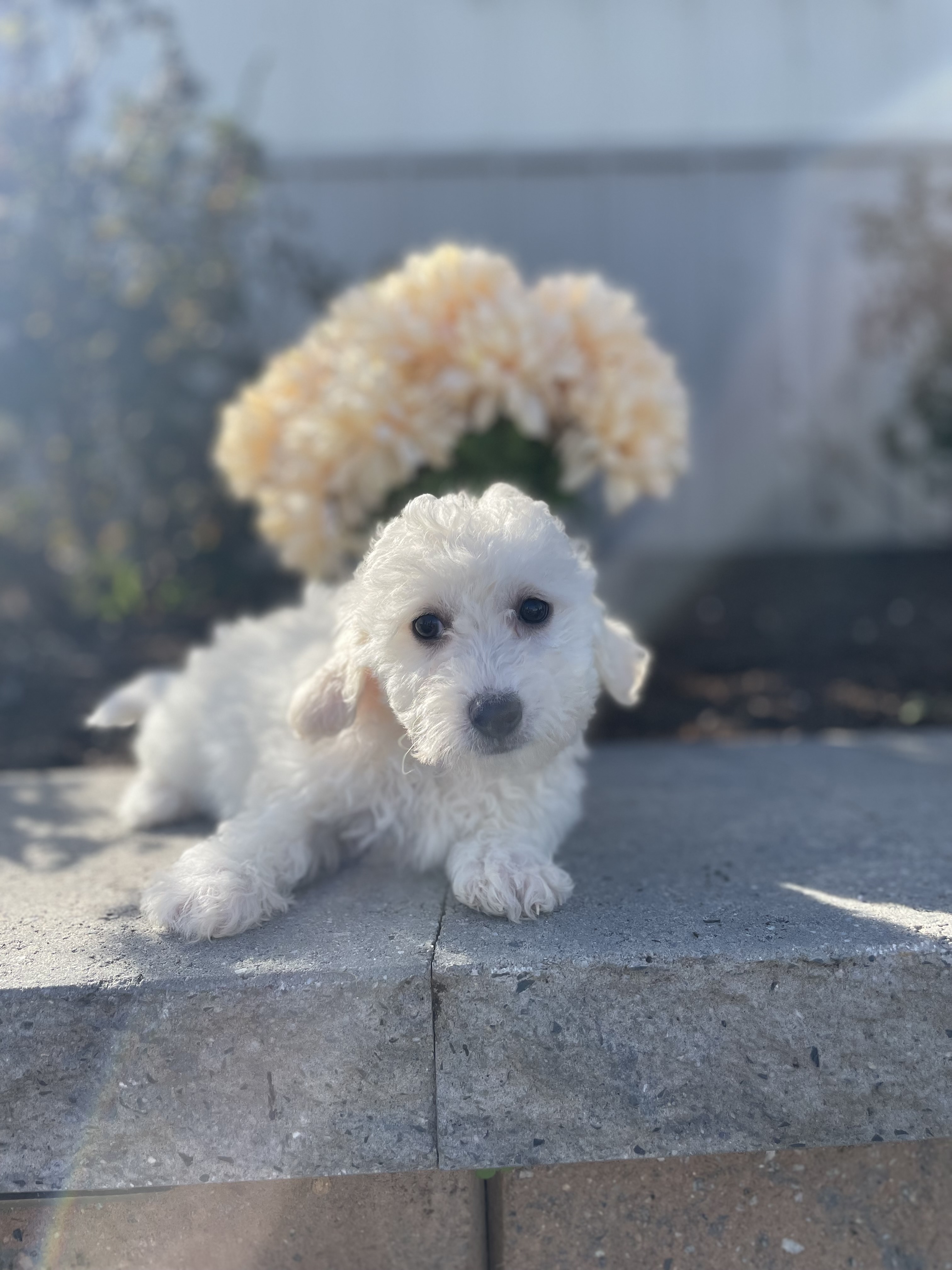 puppy, for, sale, Bichon Frise, Curtis  Martin, dog, breeder, Seneca Falls, NY, dog-breeder, puppy-for-sale, forsale, nearby, find, puppyfind, locator, puppylocator, aca