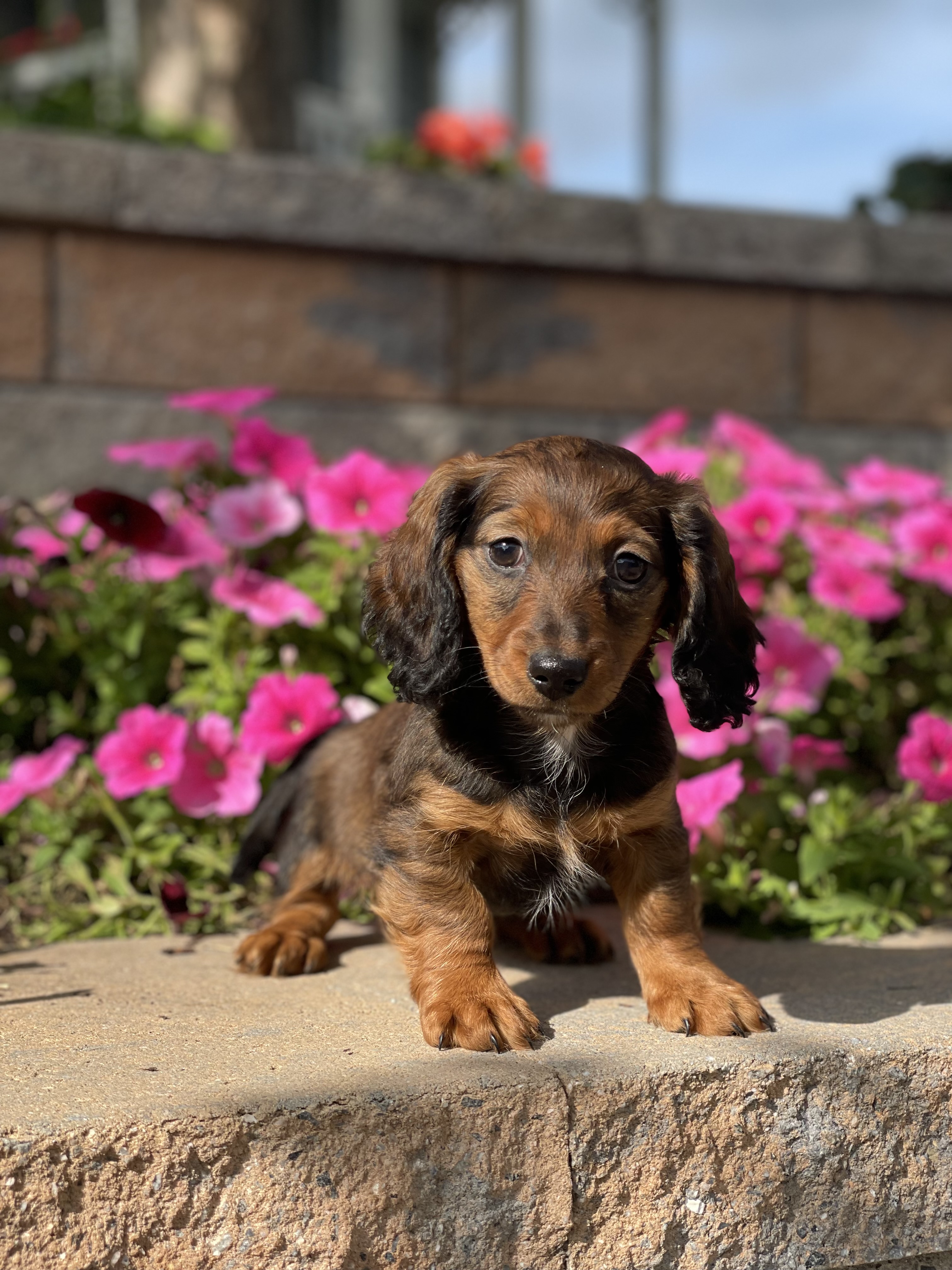puppy, for, sale, Dachshund, Curtis  Martin, dog, breeder, Seneca Falls, NY, dog-breeder, puppy-for-sale, forsale, nearby, find, puppyfind, locator, puppylocator, aca