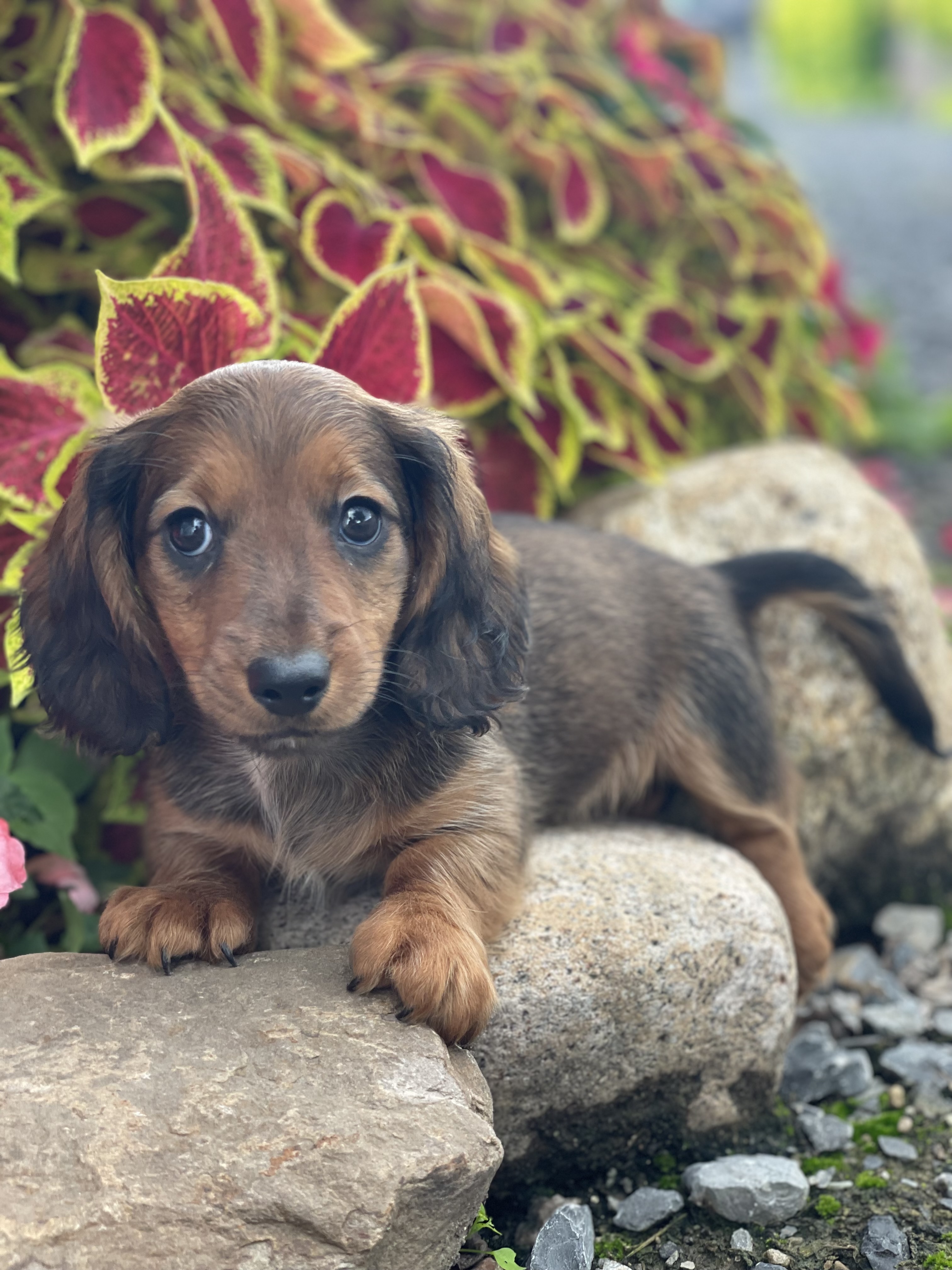 puppy, for, sale, Dachshund, Curtis  Martin, dog, breeder, Seneca Falls, NY, dog-breeder, puppy-for-sale, forsale, nearby, find, puppyfind, locator, puppylocator, aca