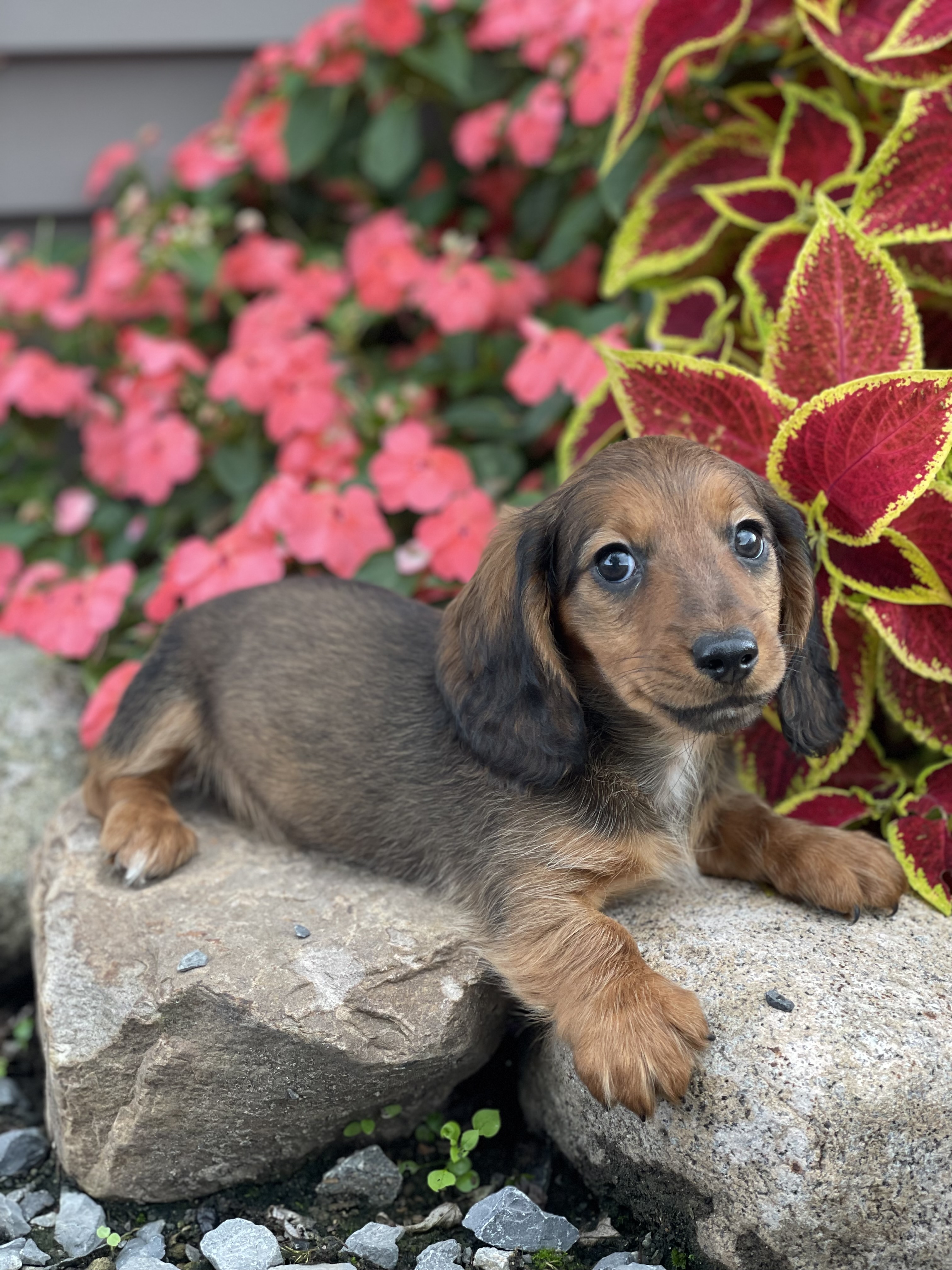 puppy, for, sale, Dachshund, Curtis  Martin, dog, breeder, Seneca Falls, NY, dog-breeder, puppy-for-sale, forsale, nearby, find, puppyfind, locator, puppylocator, aca