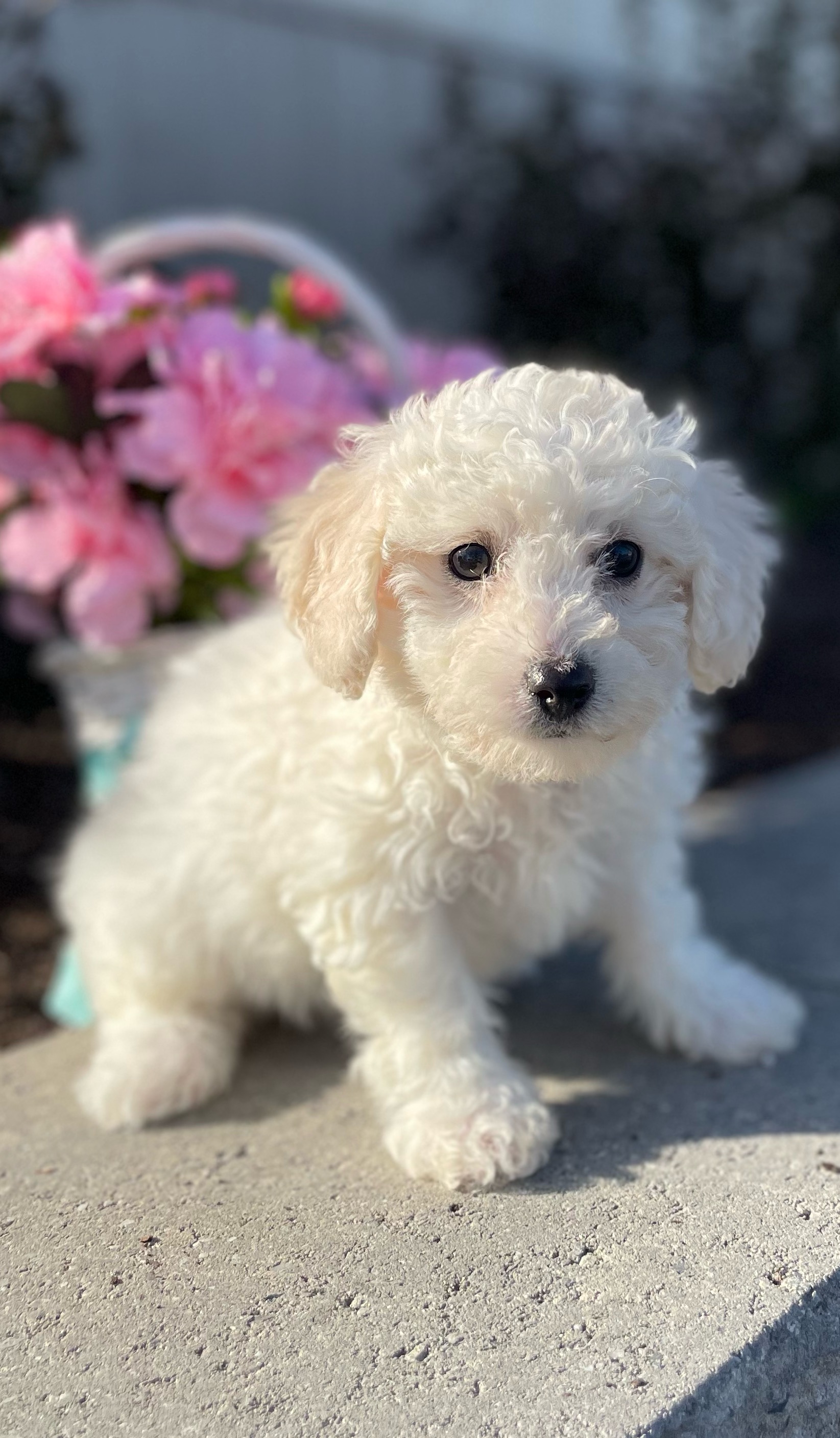 puppy, for, sale, Bichon Frise, Curtis  Martin, dog, breeder, Seneca Falls, NY, dog-breeder, puppy-for-sale, forsale, nearby, find, puppyfind, locator, puppylocator, aca